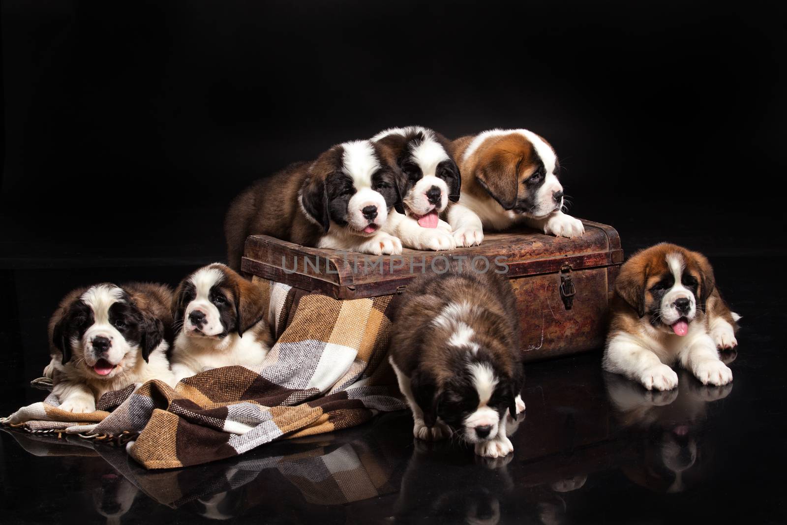 Little St. Bernard Puppies on a black studio background