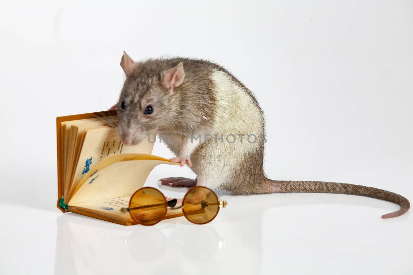Rat and book on an isolated studio background