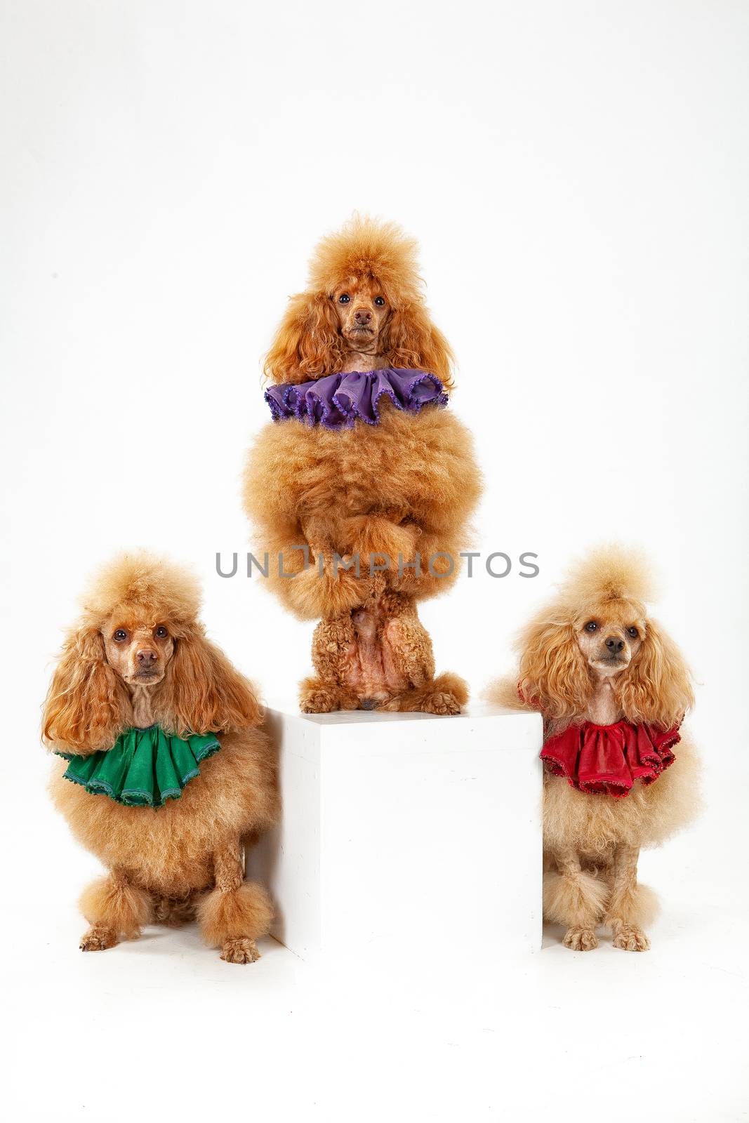 Three trained poodles on an isolated studio background
