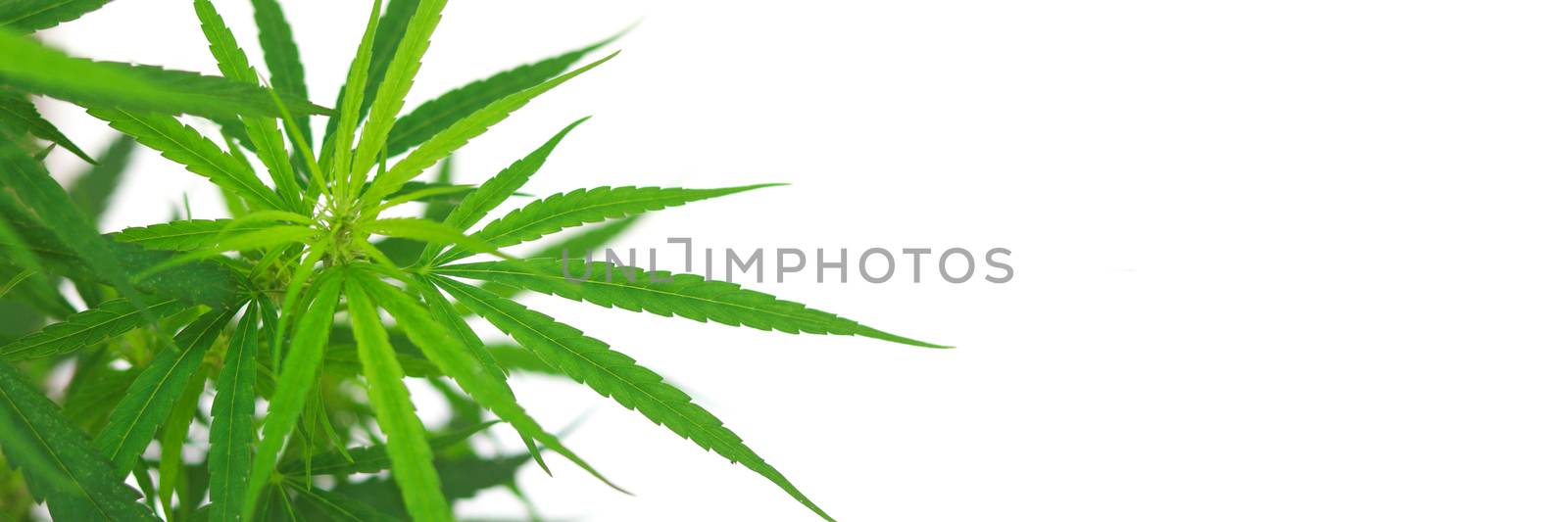 Green hemp leaf with copy space on the right. Young shoots of cannabis on white background.