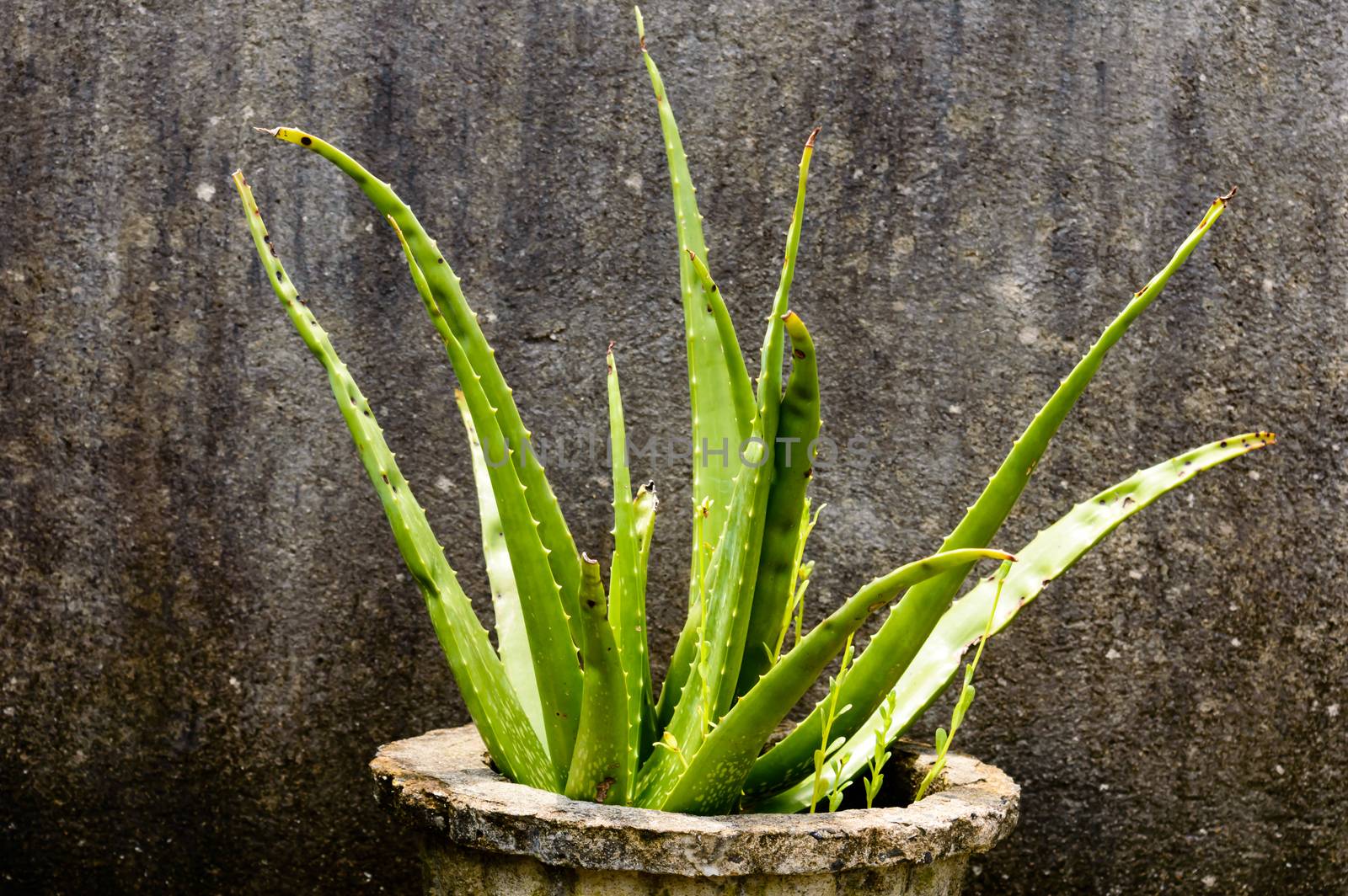 House plant tubers. Houseplant aloe vera plant with green leaves in direct sunlight against grungy isolated background. Design element. Copy space room for text.