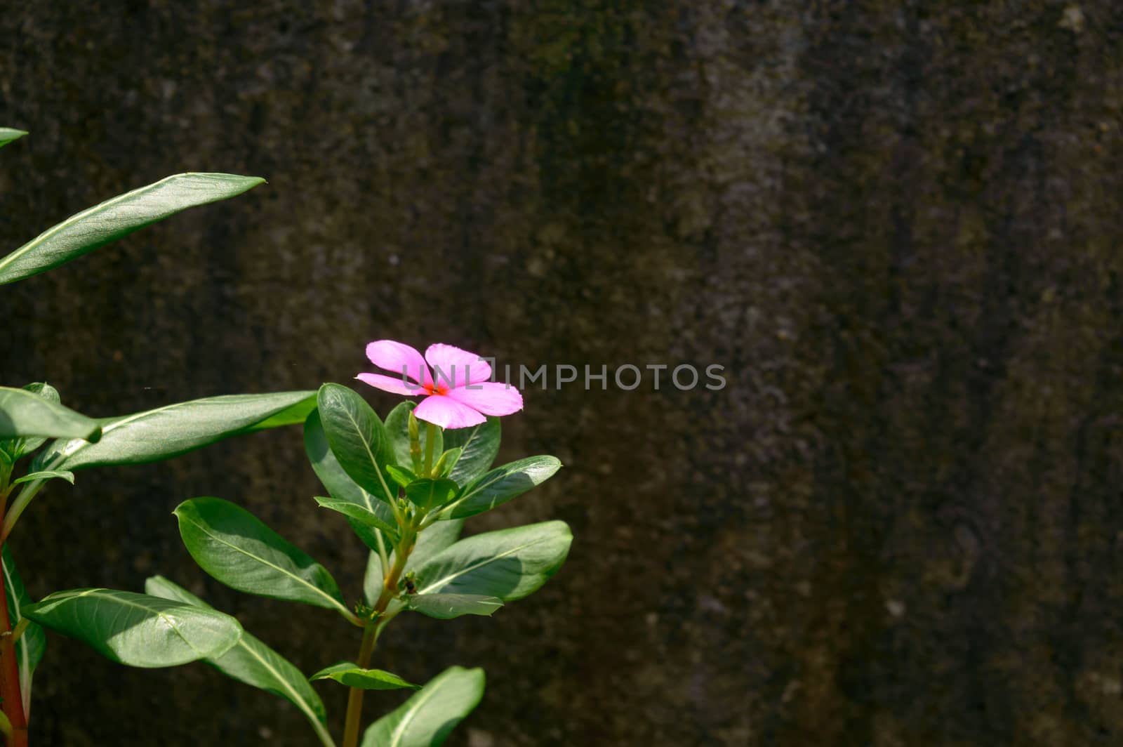 Pink and Real day lily flower background. Images for pink colour real flower. Houseplant flowers backgrounds wallpaper against grungy wall in summer sunlight.