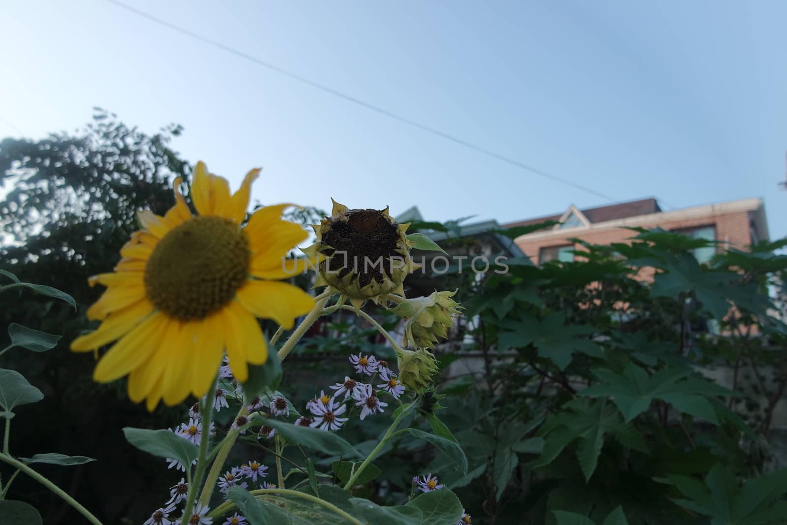 Closeup view of lovely yellow flower against a green leaves blurred background. This flower is found in South Korea.