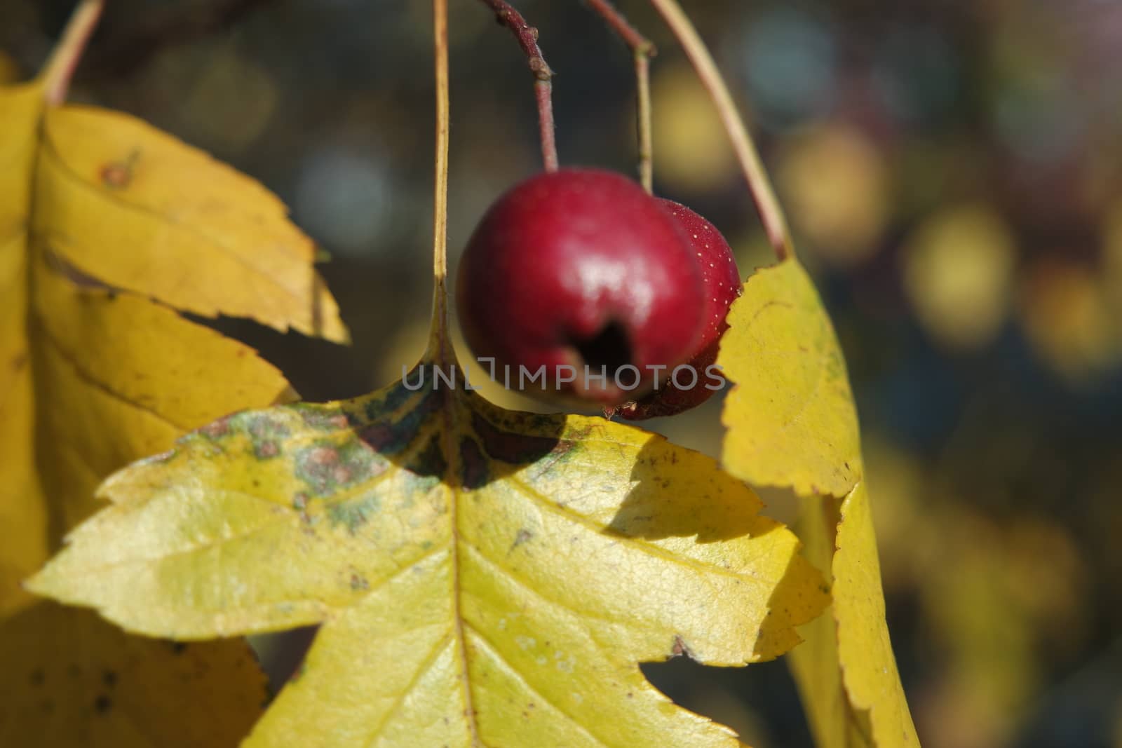 Close up of ripe red berries on branches of rose hips tree with golden leaves in autumn season