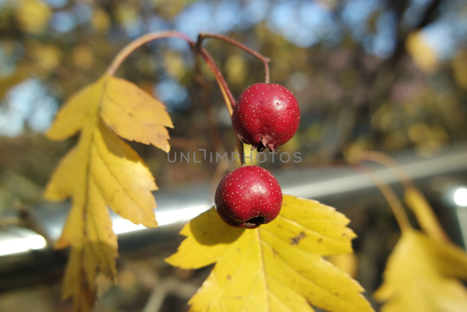 Close up of ripe red berries on branches of rose hips tree with golden leaves in autumn season