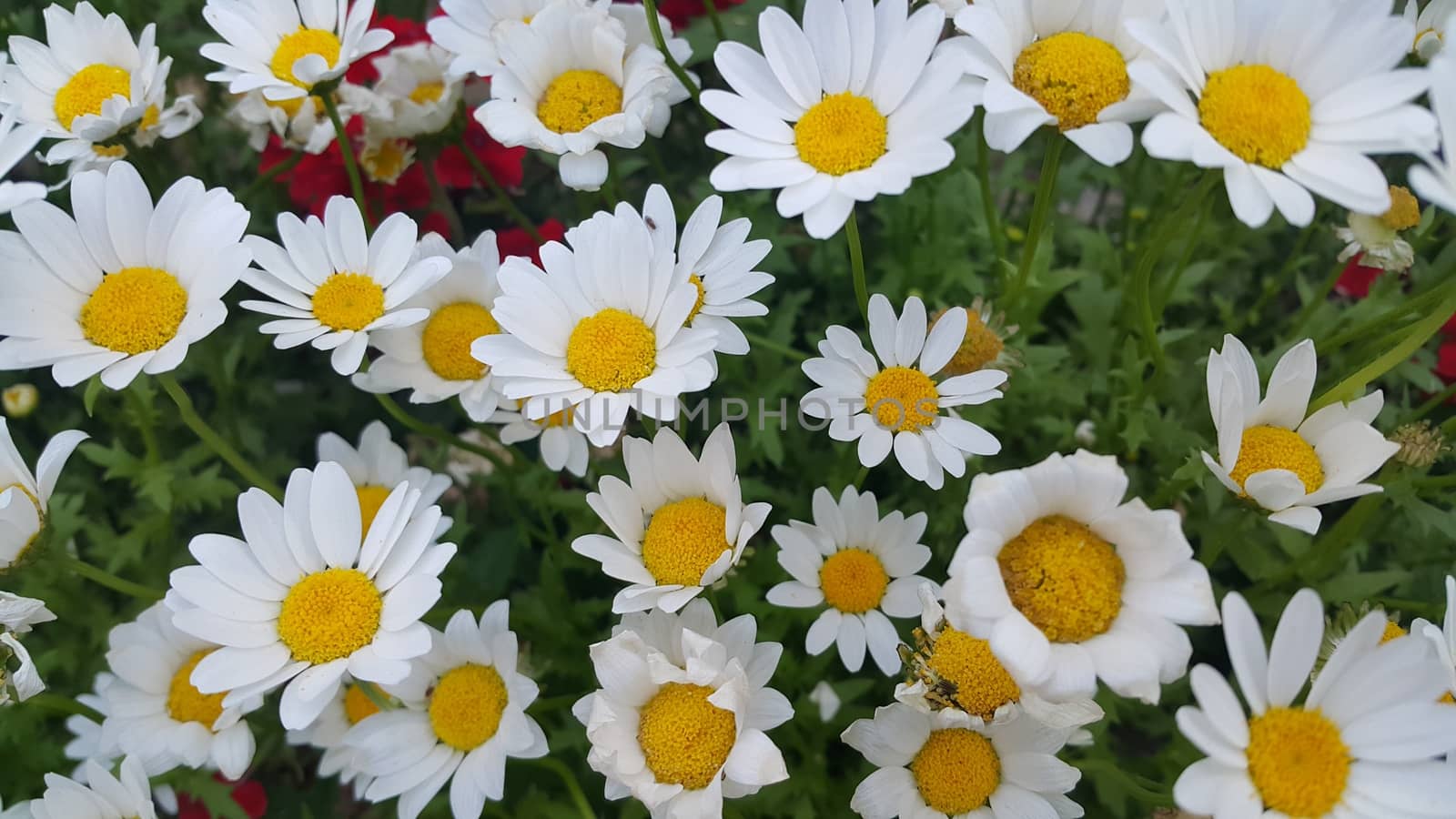 Closeup with selective focus on white flower with stamens and green leaves in background