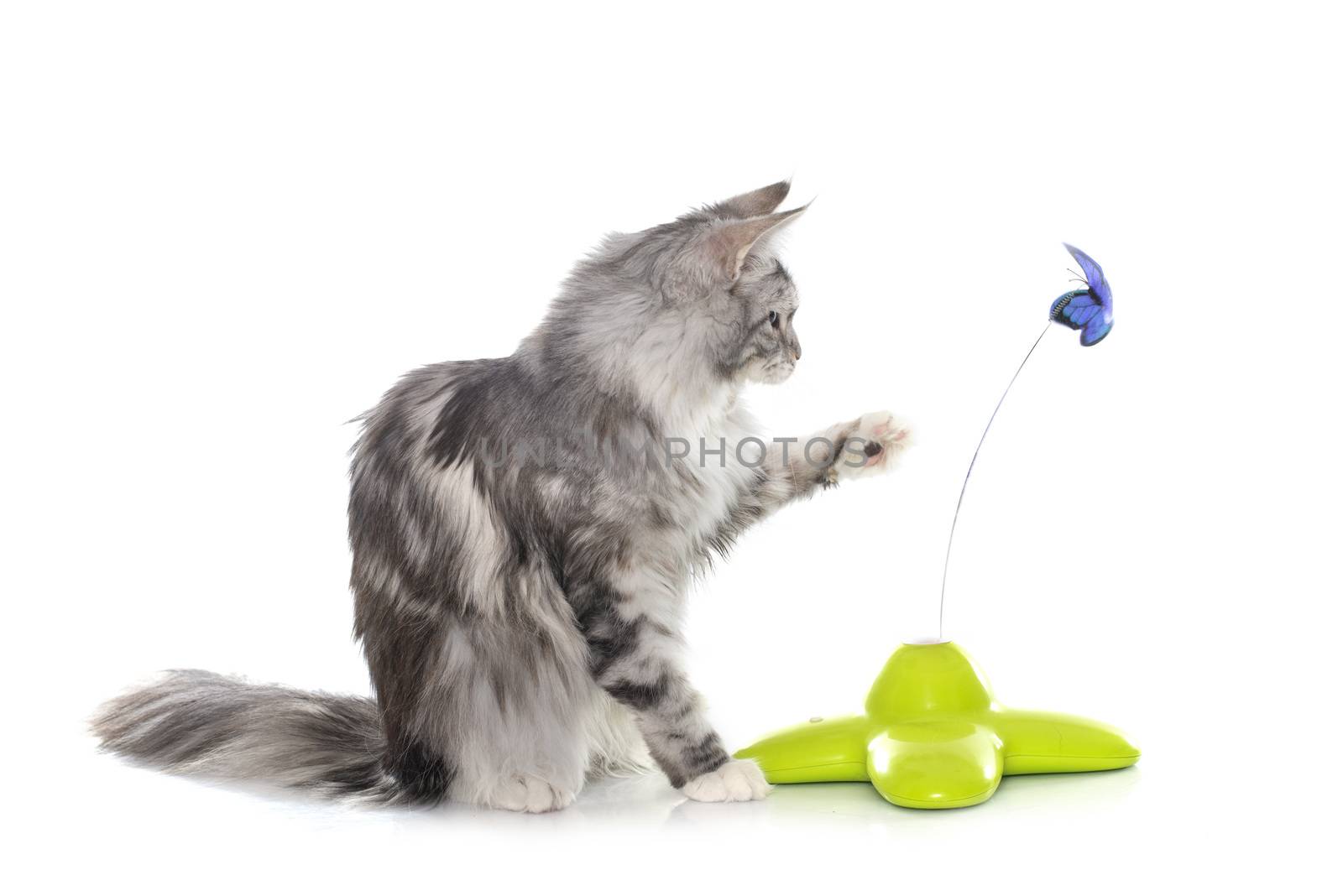 playing maine coon cat in front of white background