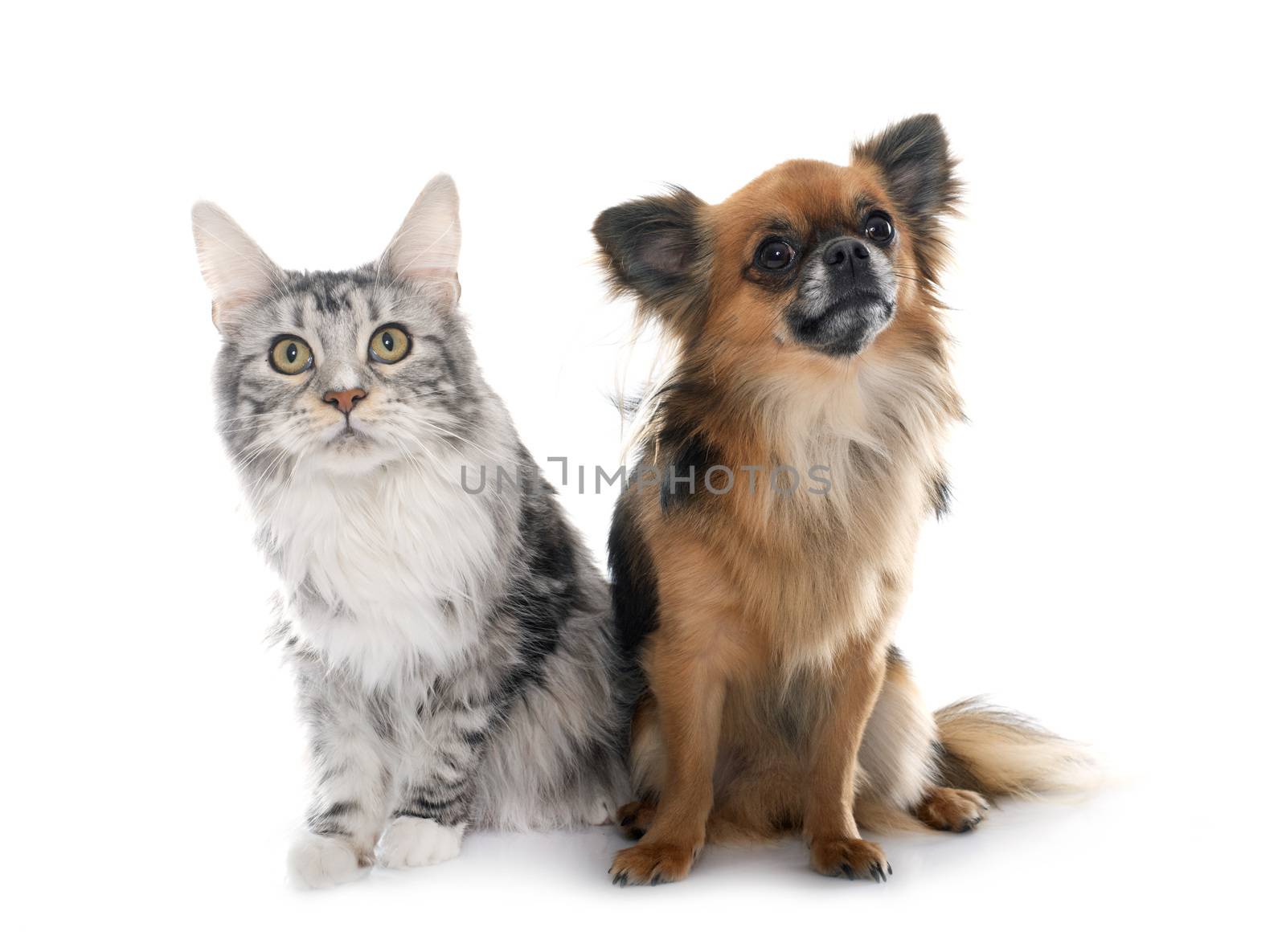 long hair chihuahua and maine coon in front of white background