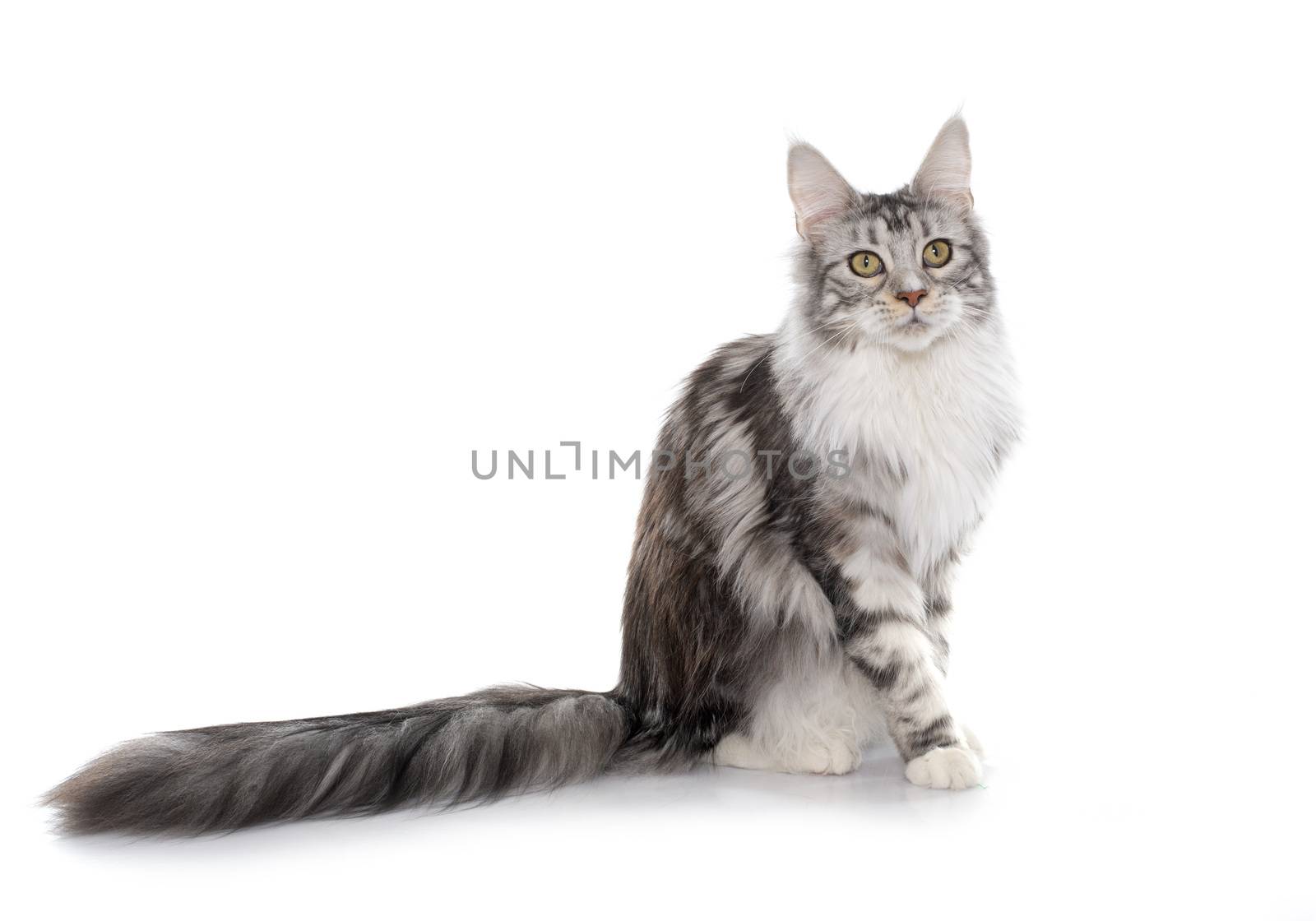 maine coon cat in front of white background