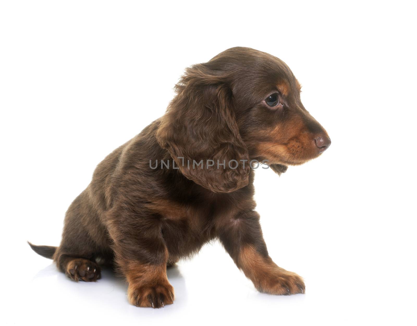 long hair dachshund in front of white background