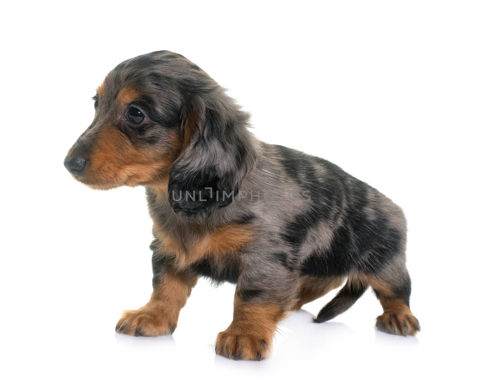 long hair dachshund in front of white background