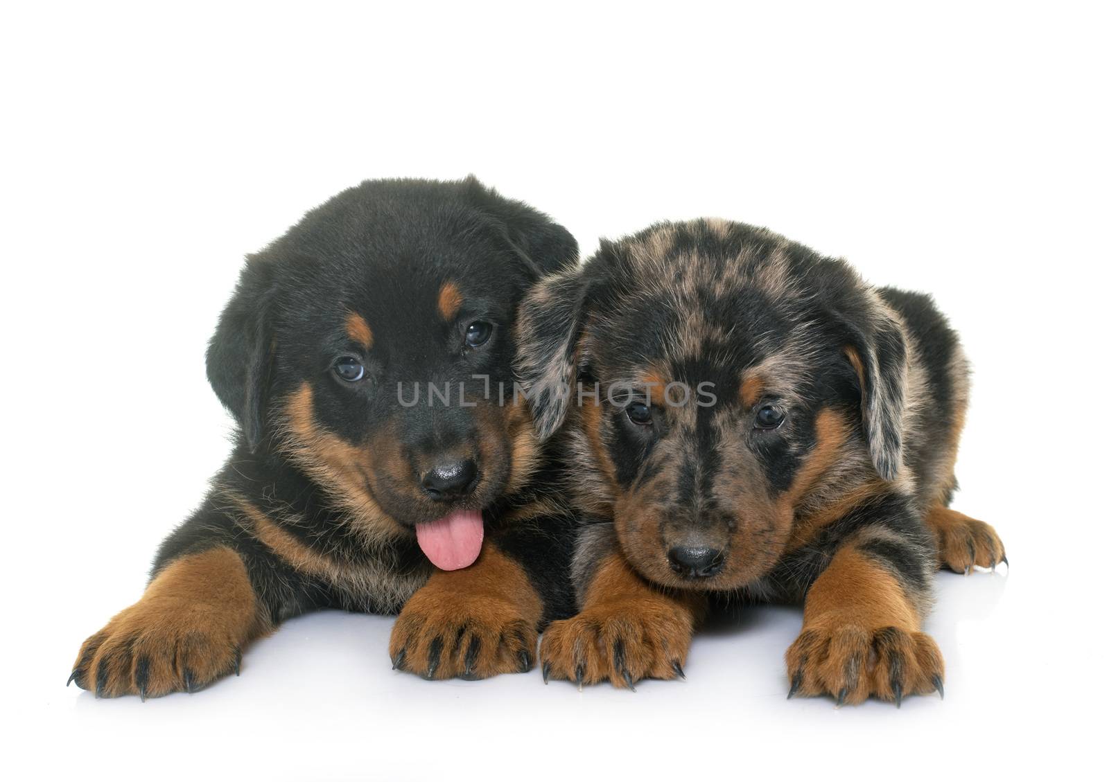 beauceron puppies in front of white background