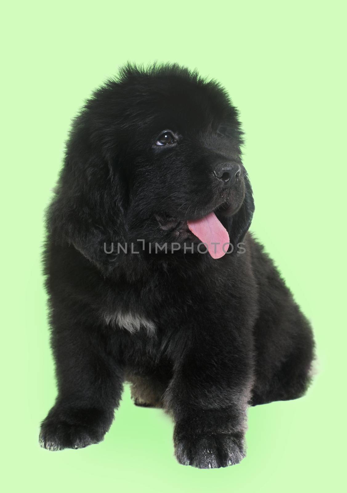 puppy newfoundland dog in front of green background