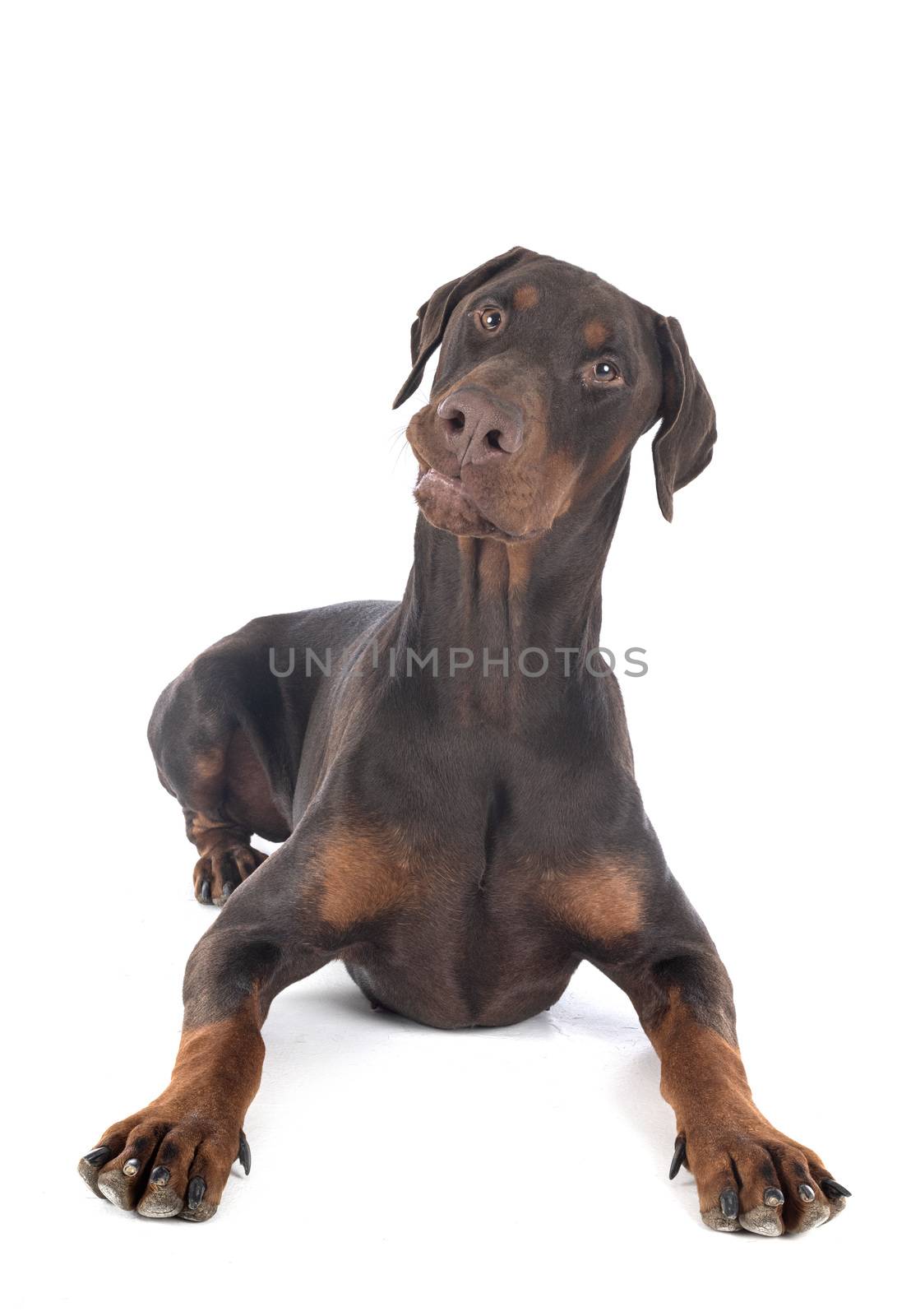 dobermann pinsher in front of white background