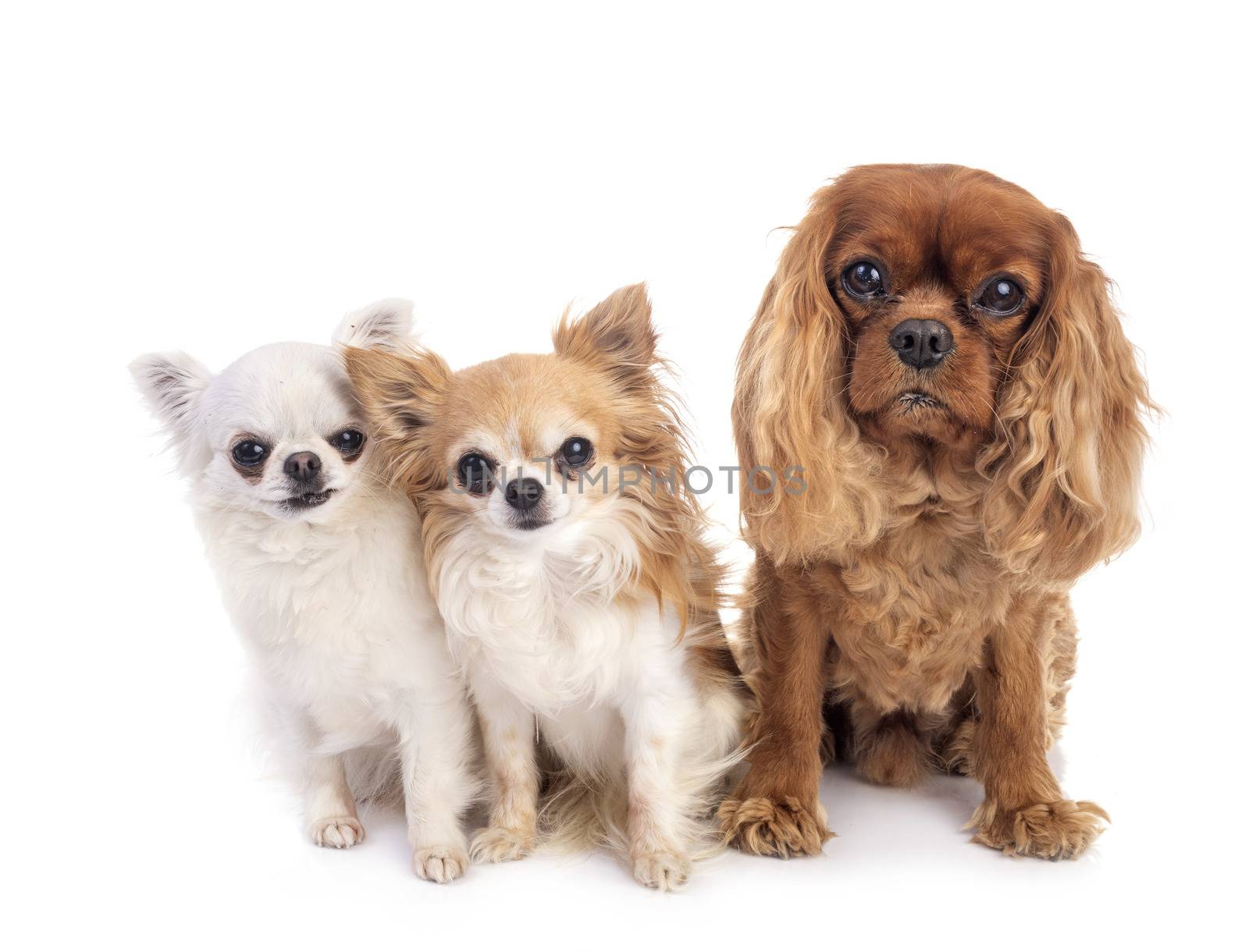 cavalier king charles and chihuahuas  in front of white background