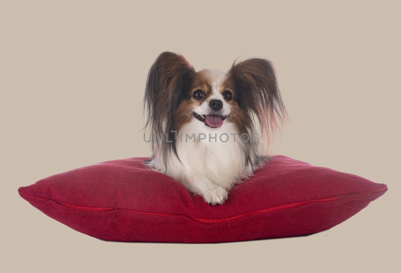 papillon dog in front of white background