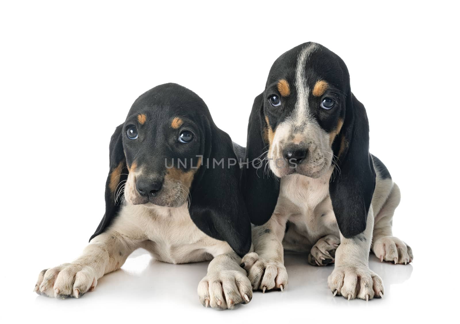 puppies bernese Schweizer Laufhund in front of white background