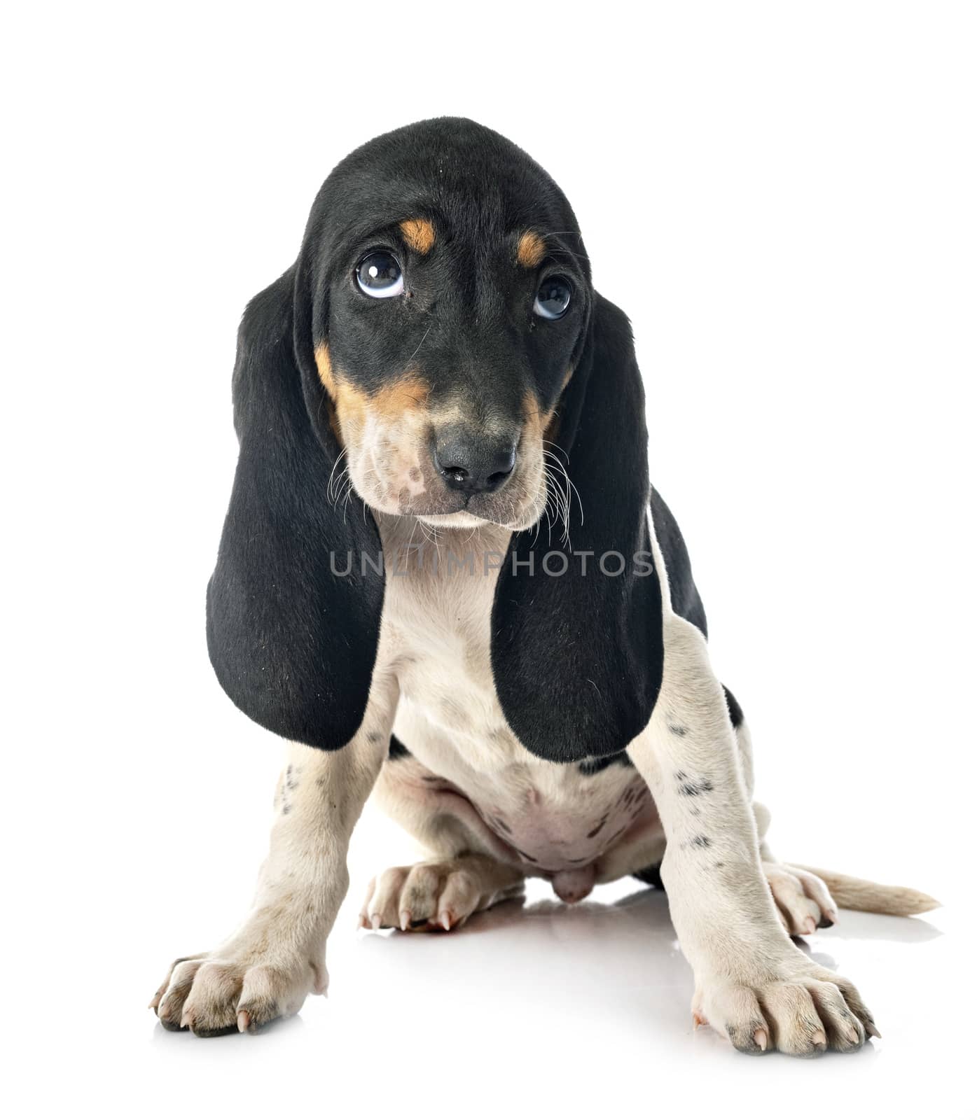 puppy bernese Schweizer Laufhund in front of white background