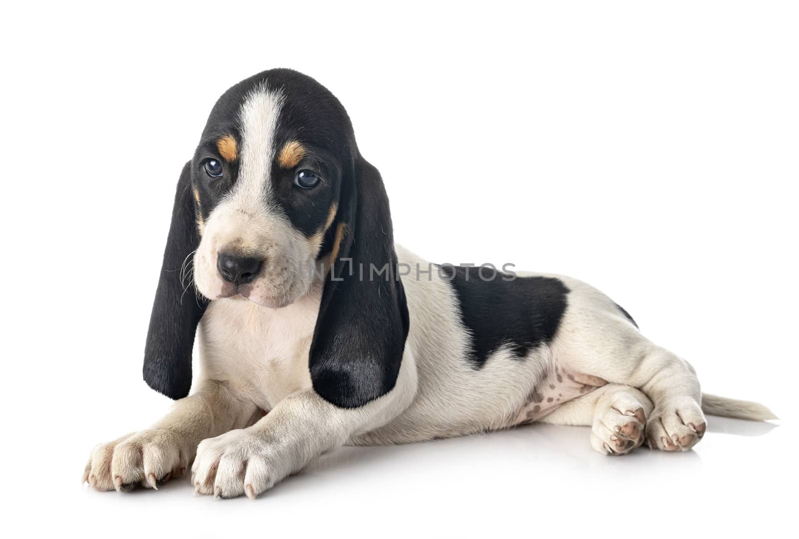 puppy bernese Schweizer Laufhund in front of white background