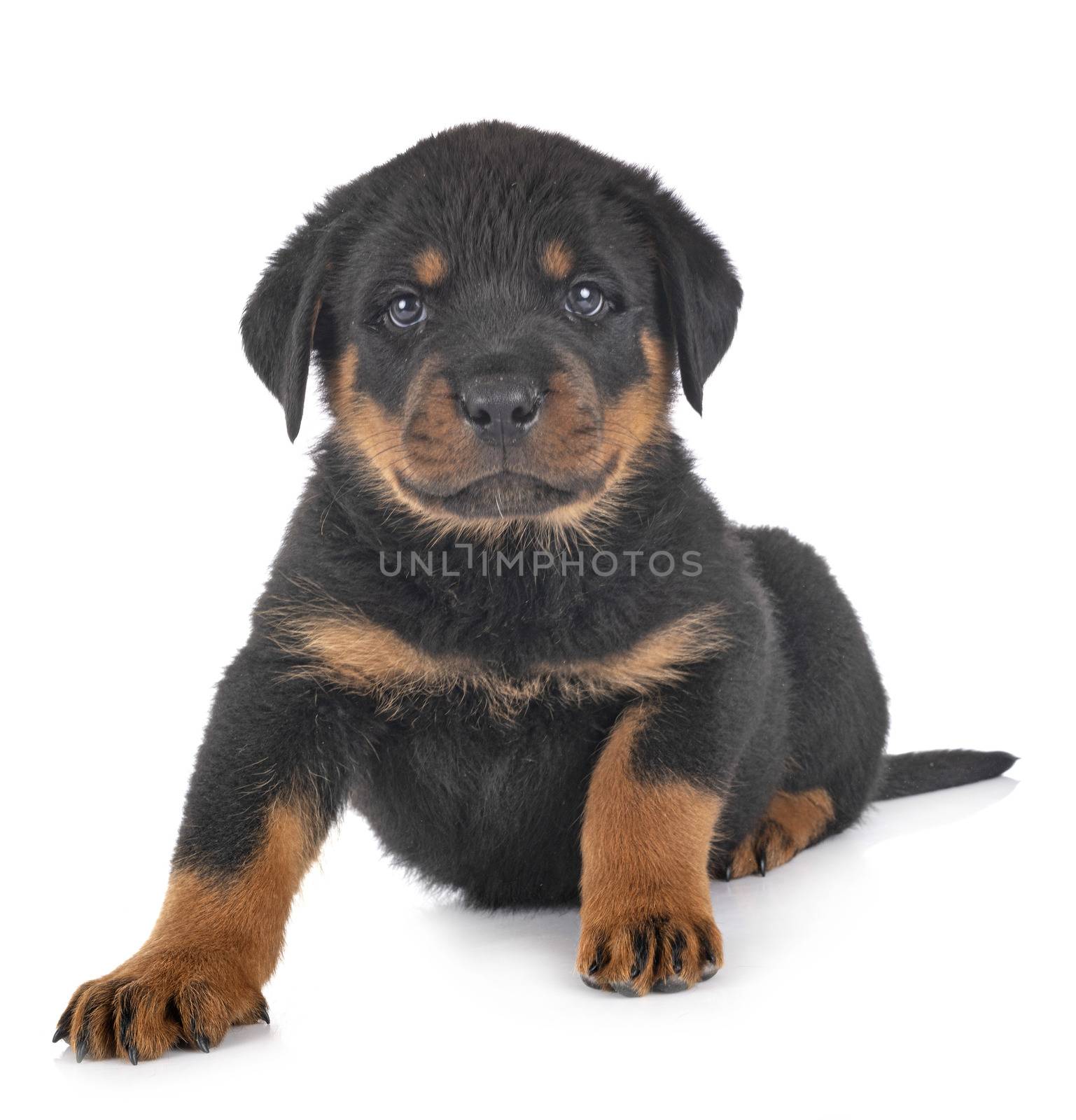 puppy rottweiler in front of white background