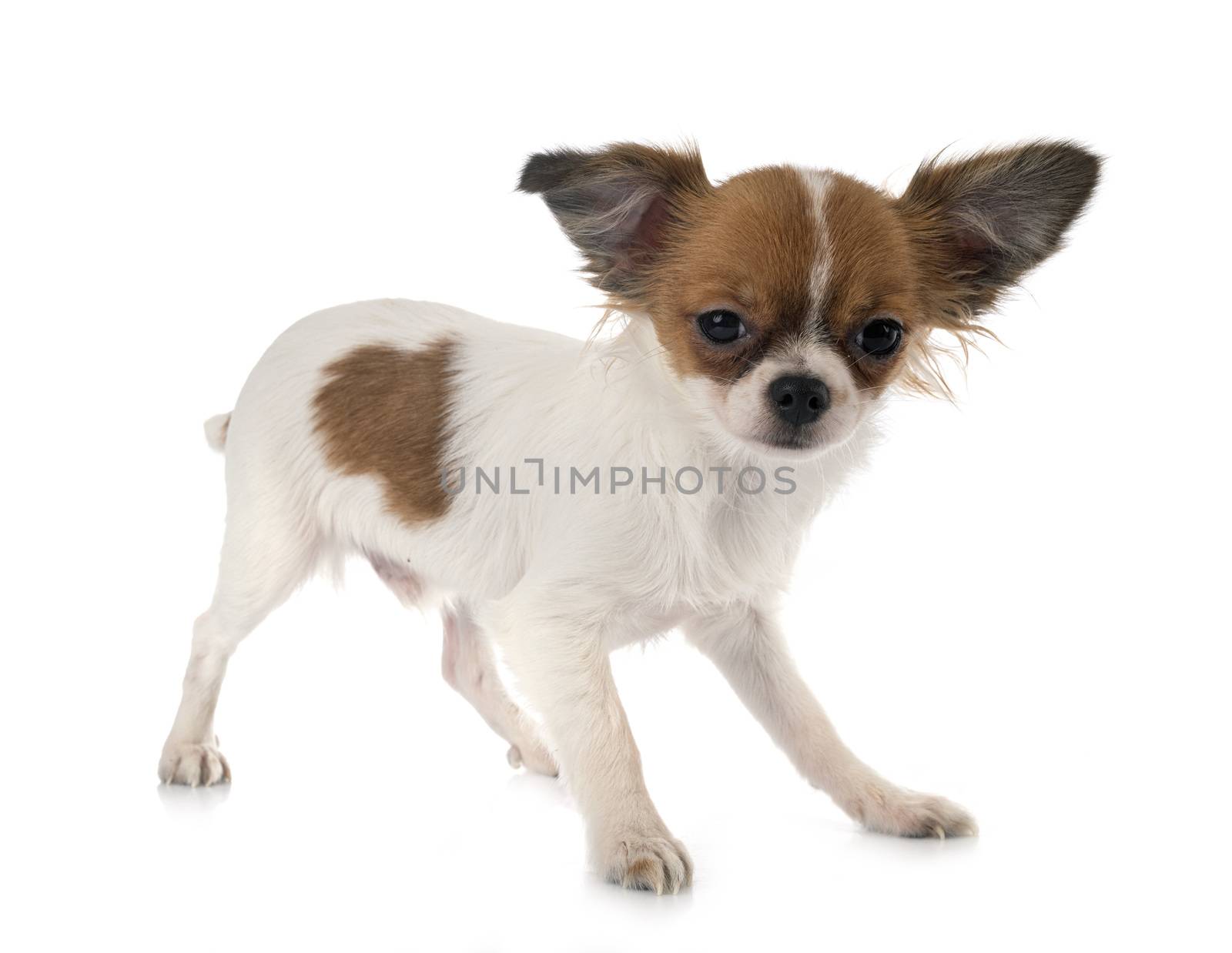 little chihuahua in front of white background