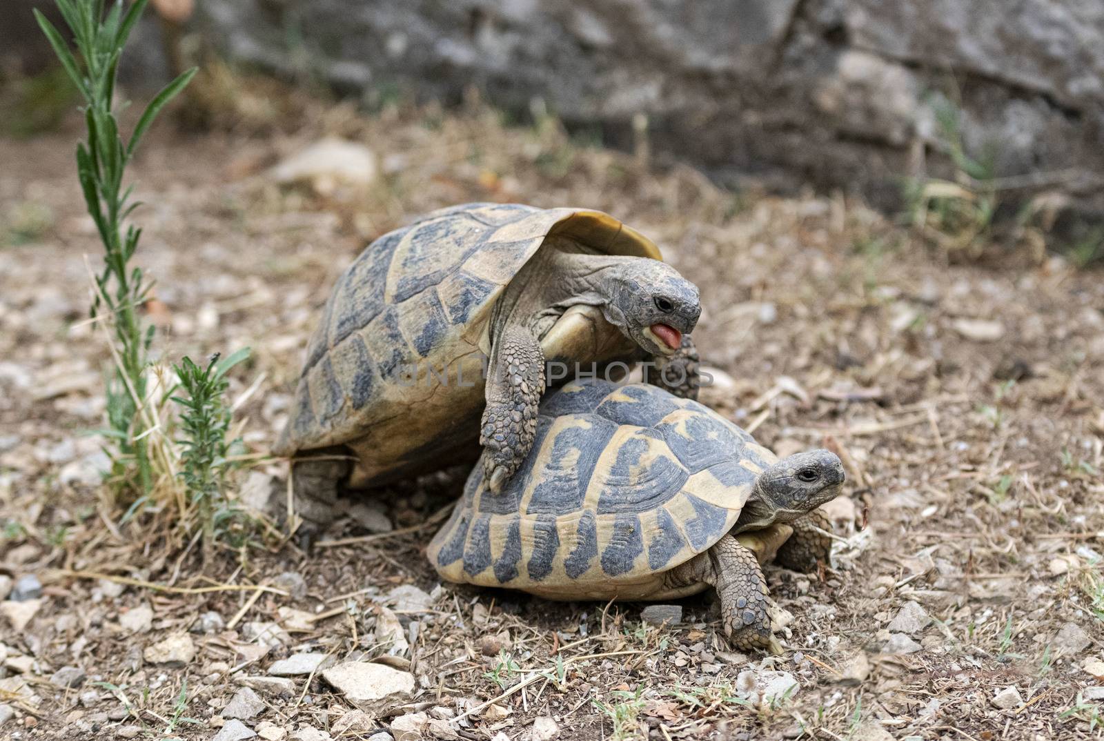 two testudo hermanni are mating in a garden