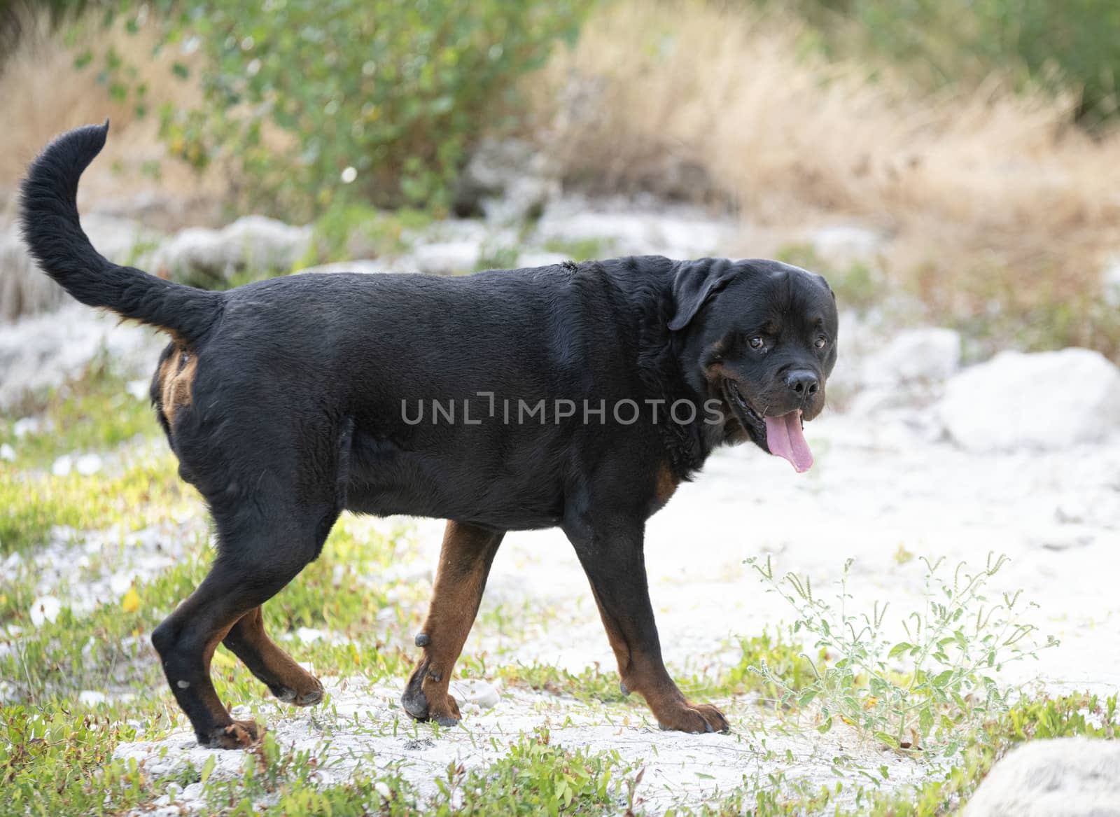 rottweiler in nature by cynoclub