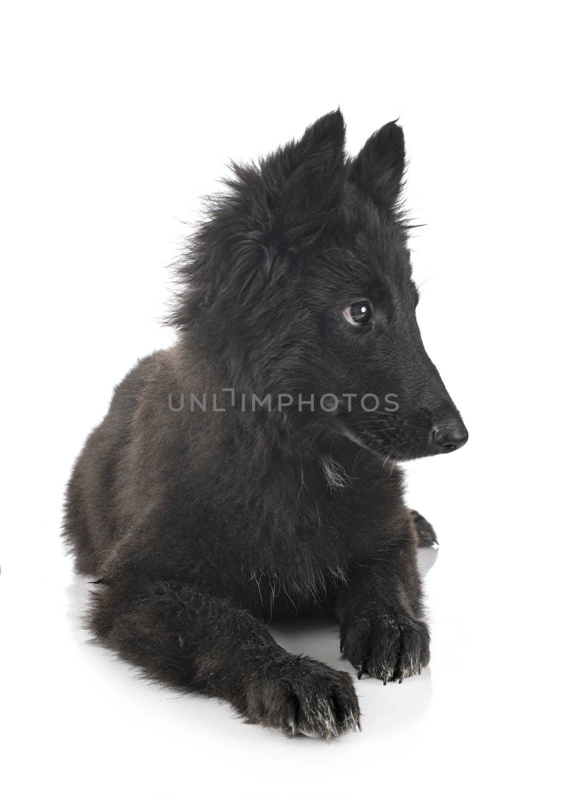 puppy Groenendael dog in front of white background