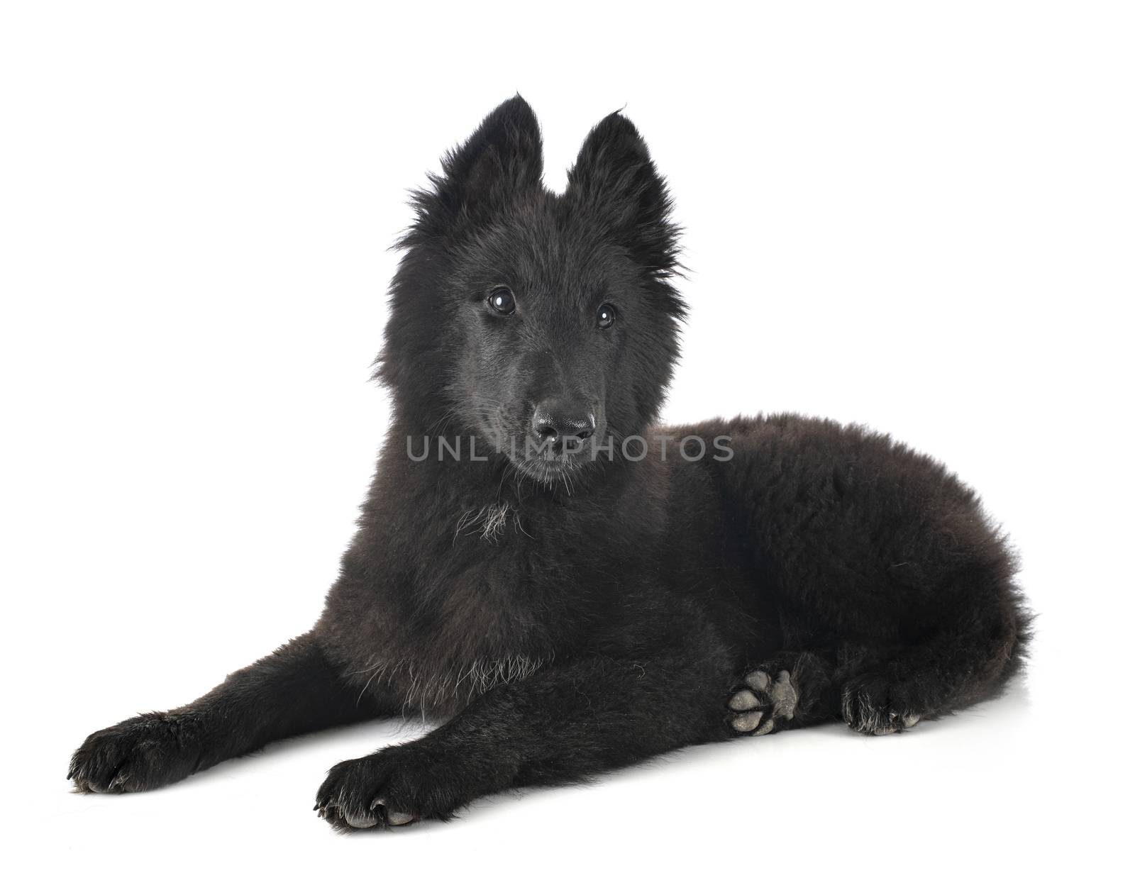 puppy Groenendael dog in front of white background