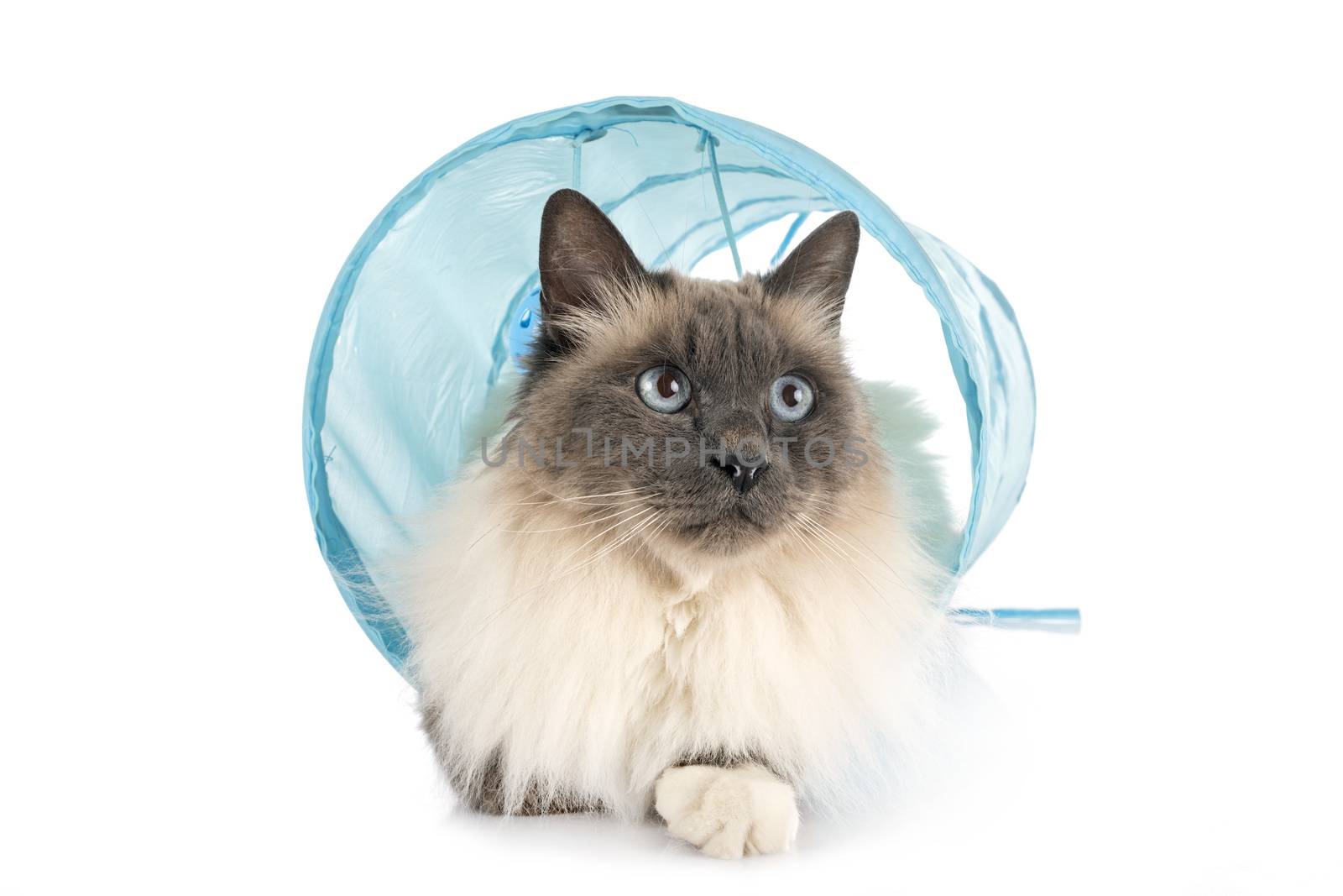 birman cat in front of white background