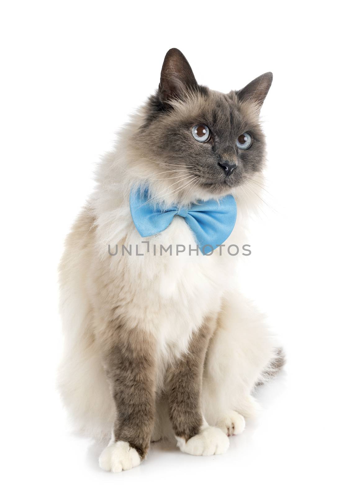 birman cat in front of white background