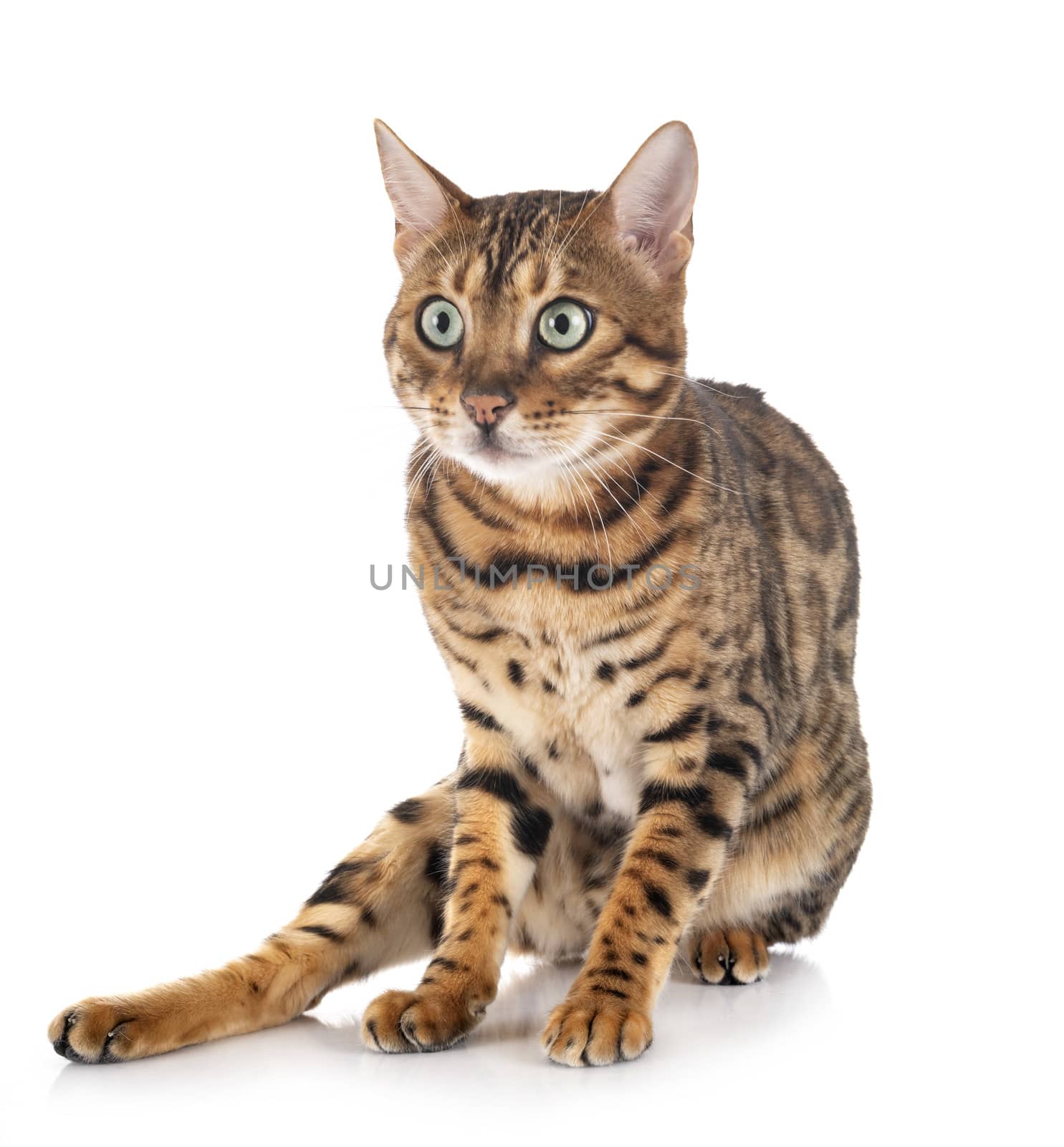 bengal cat in front of white background