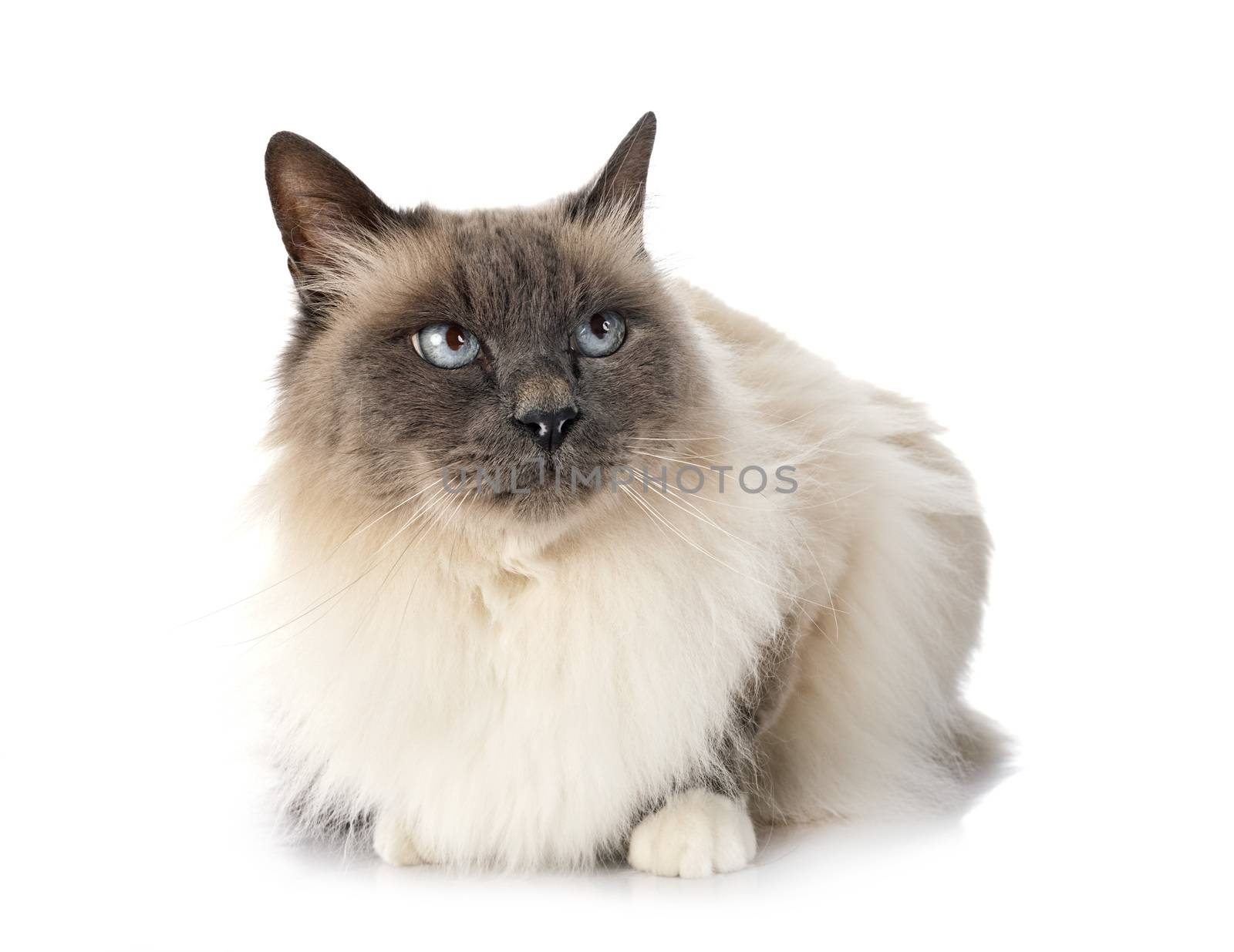 birman cat in studio by cynoclub