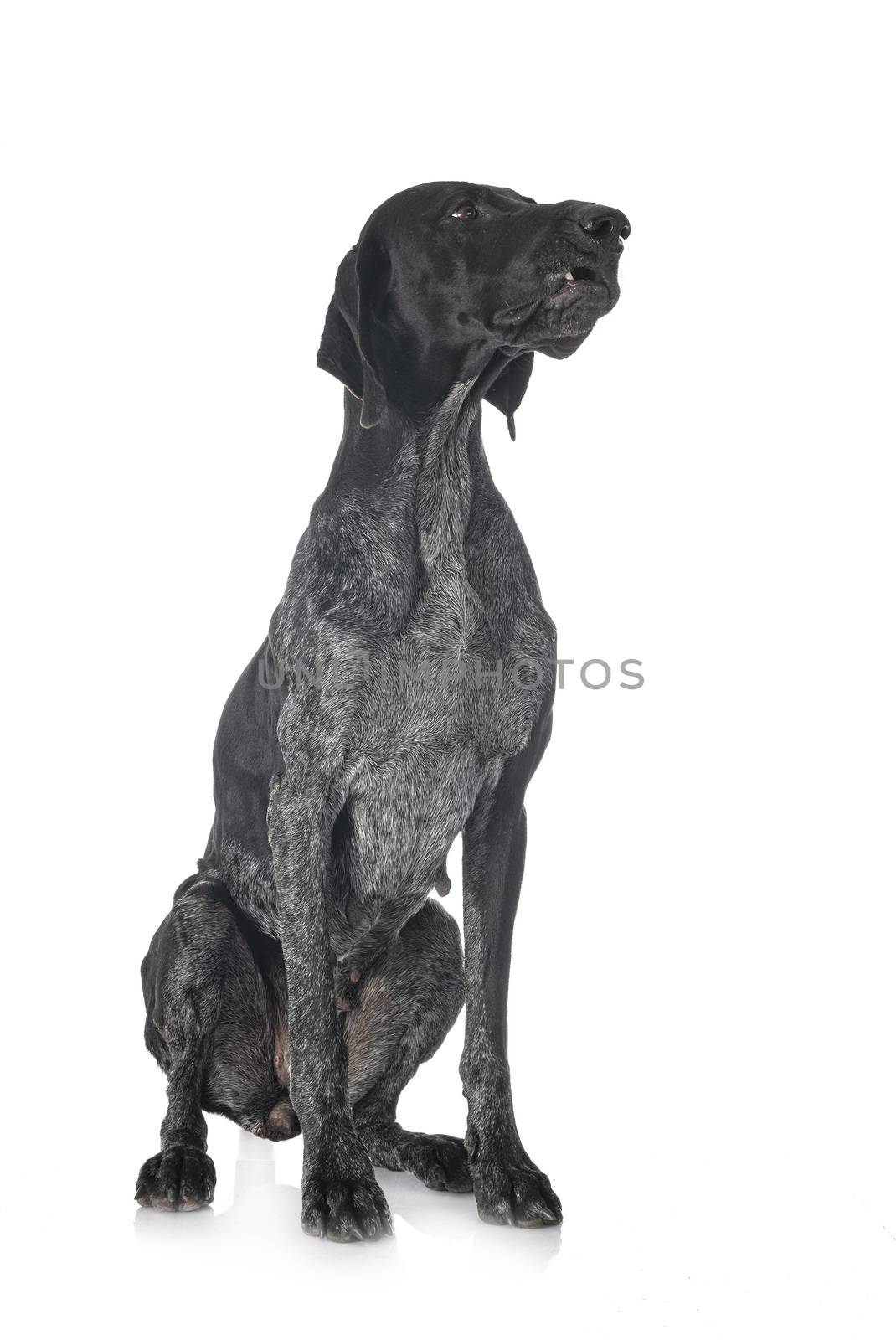 German Shorthaired Pointer by cynoclub