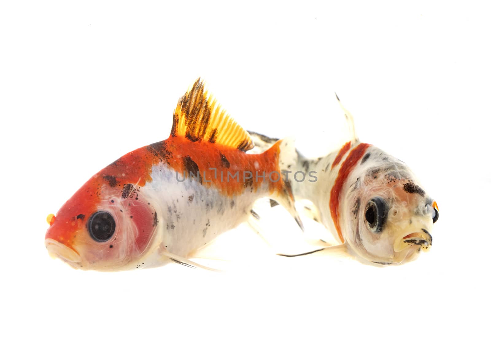 colorful goldfish in front of white background