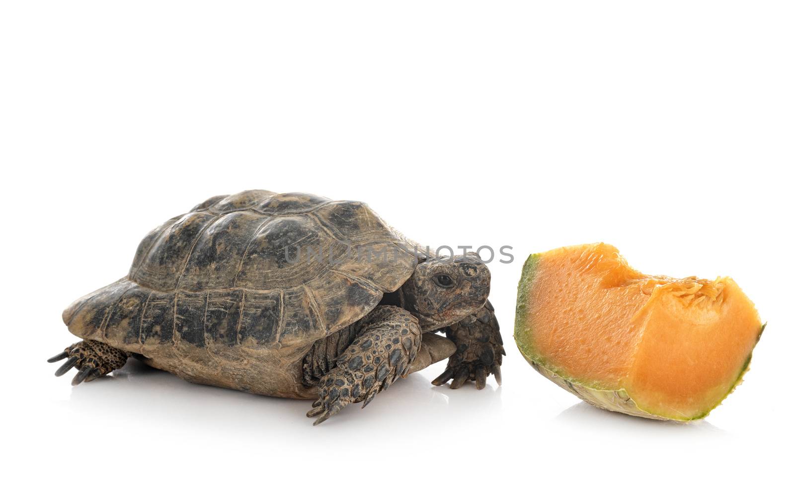 Greek tortoise in front of white background