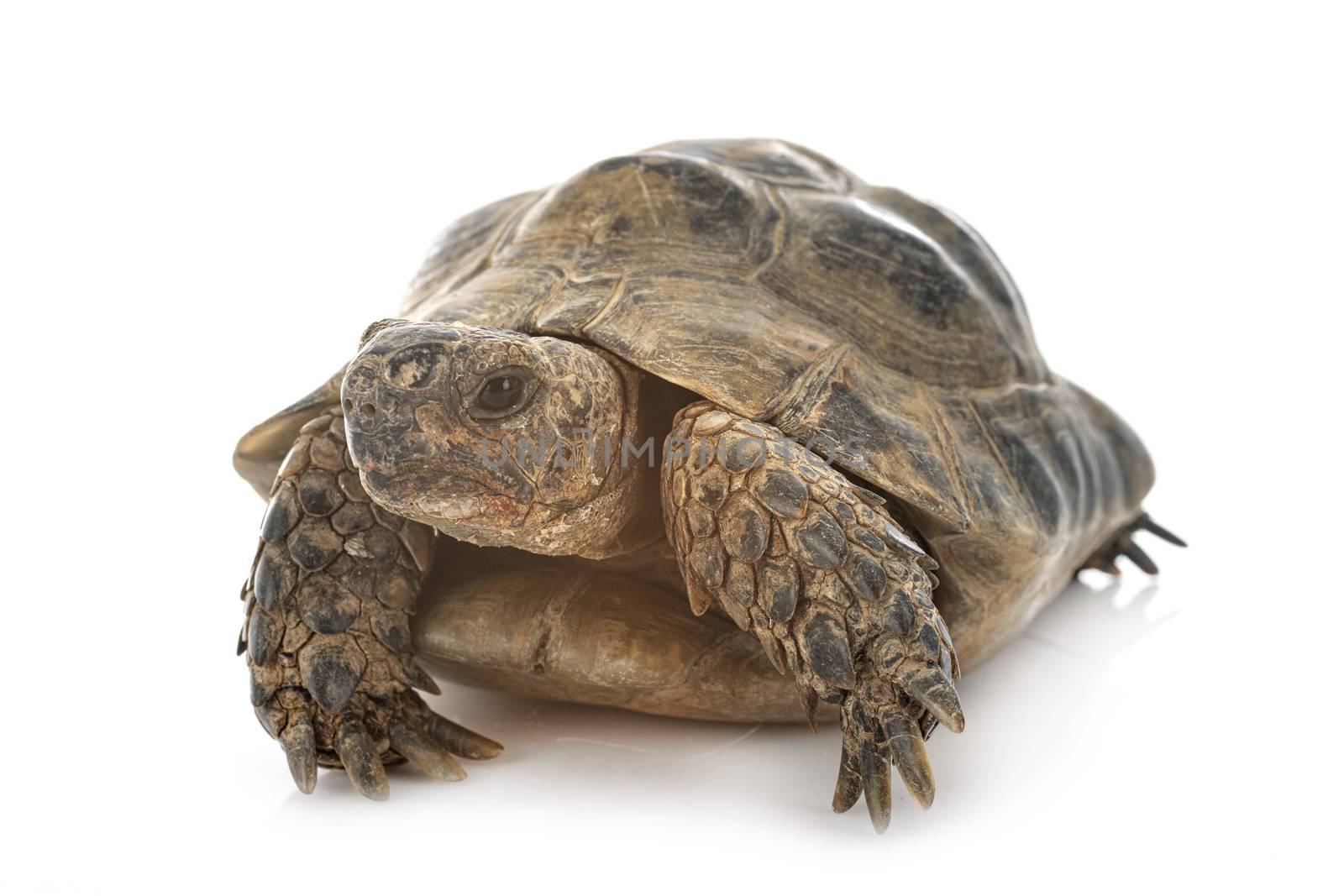 Greek tortoise in front of white background