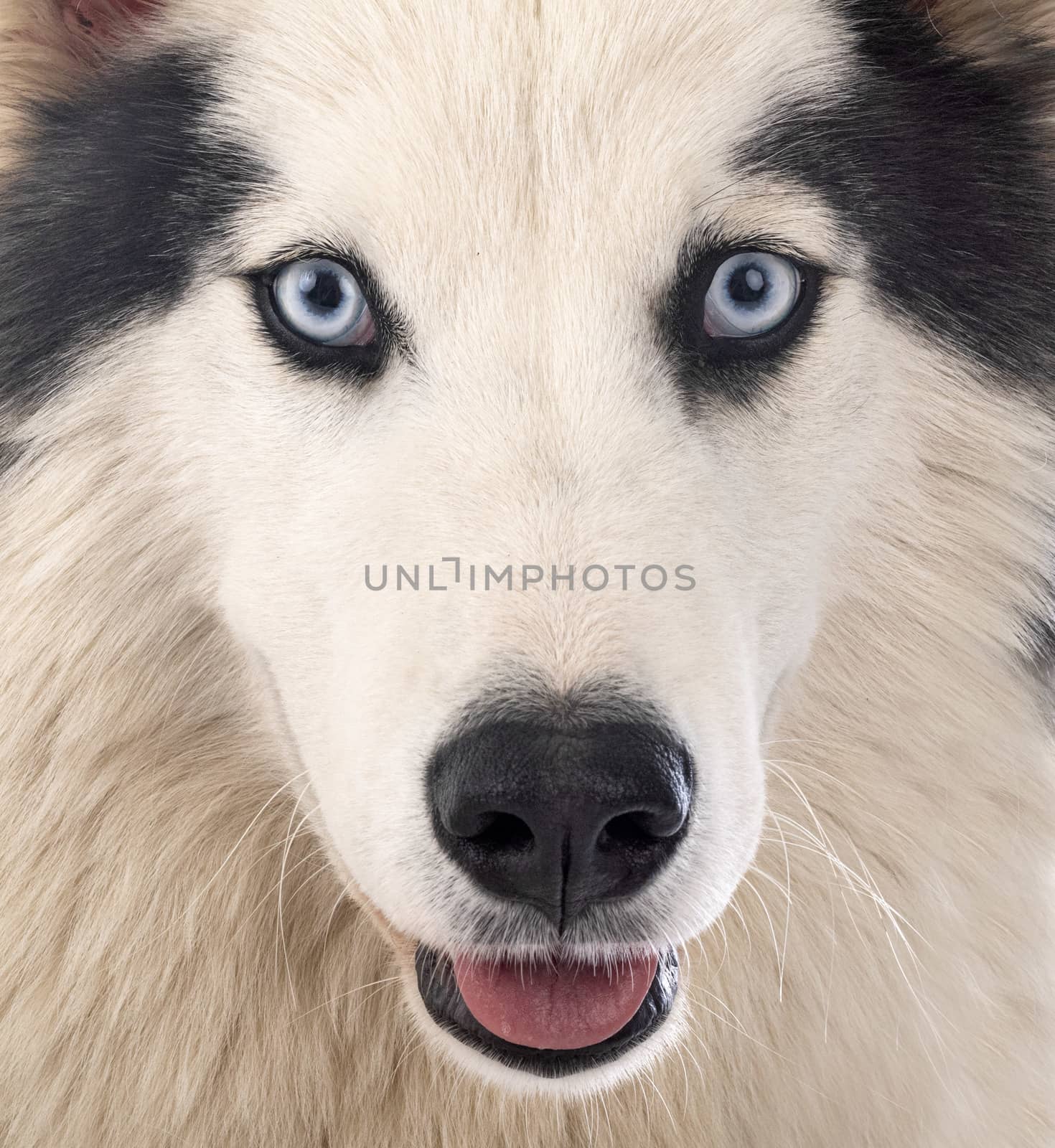 Yakutian Laika in front of white background
