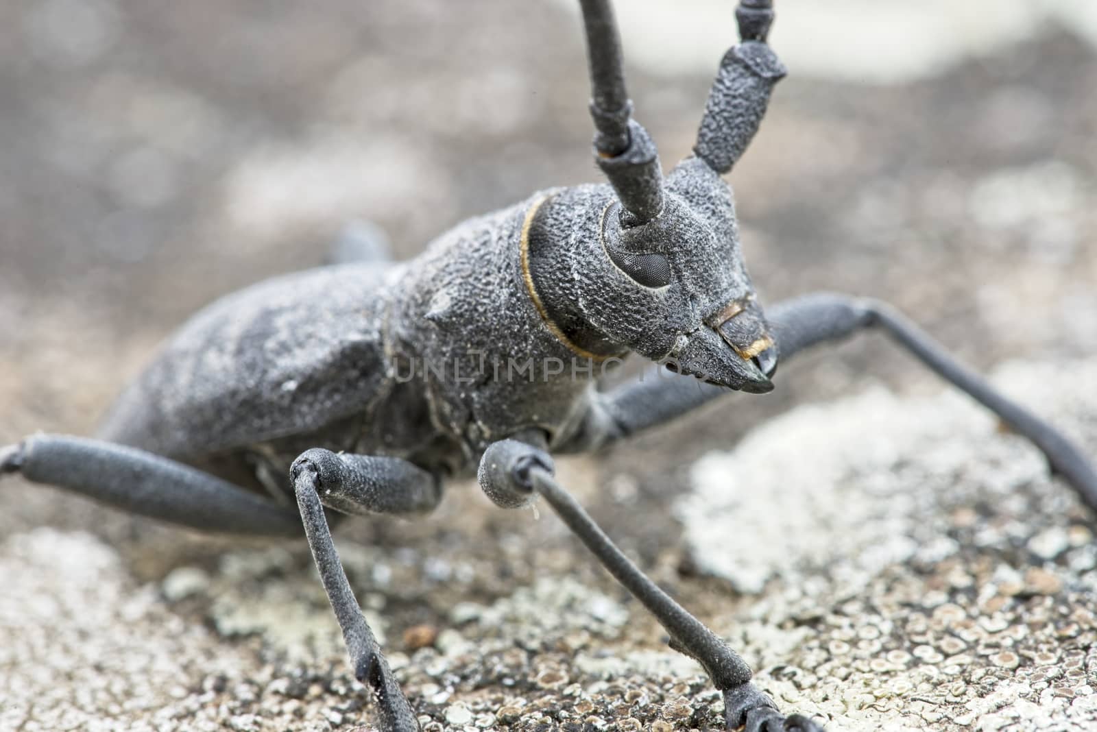 Male of longhorn beetle, Morinus asper, on tree bark with lichens.