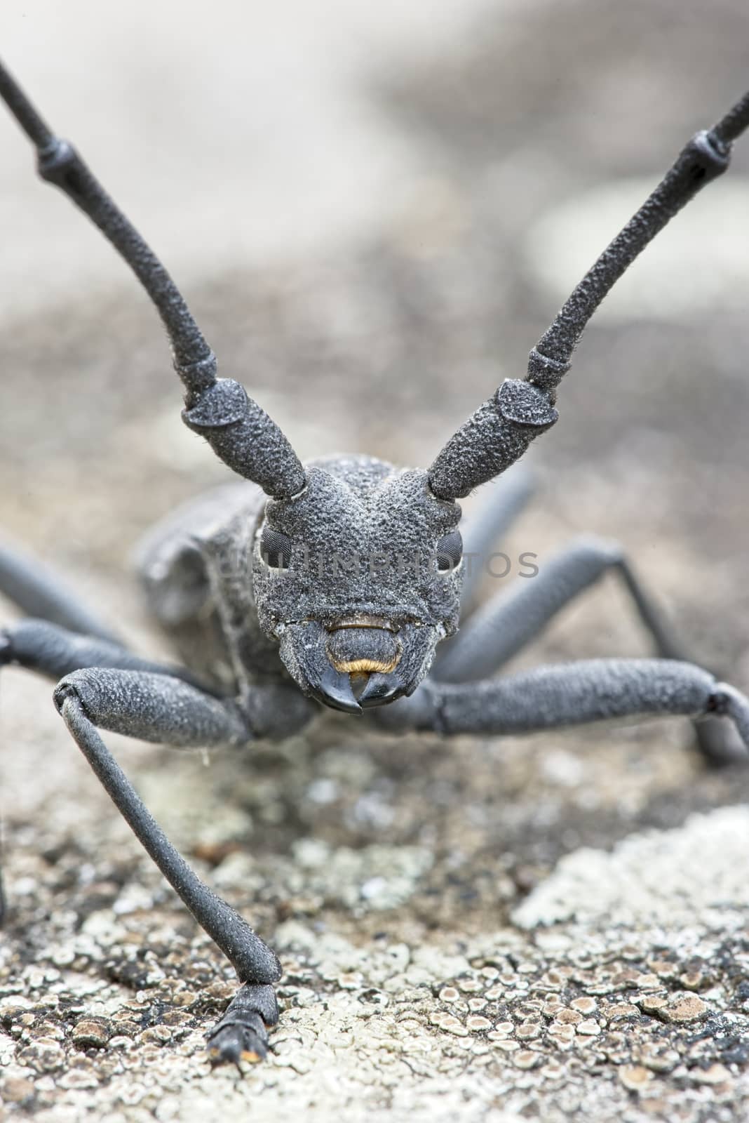 Male of longhorn beetle, Morinus asper, on tree bark with lichens.