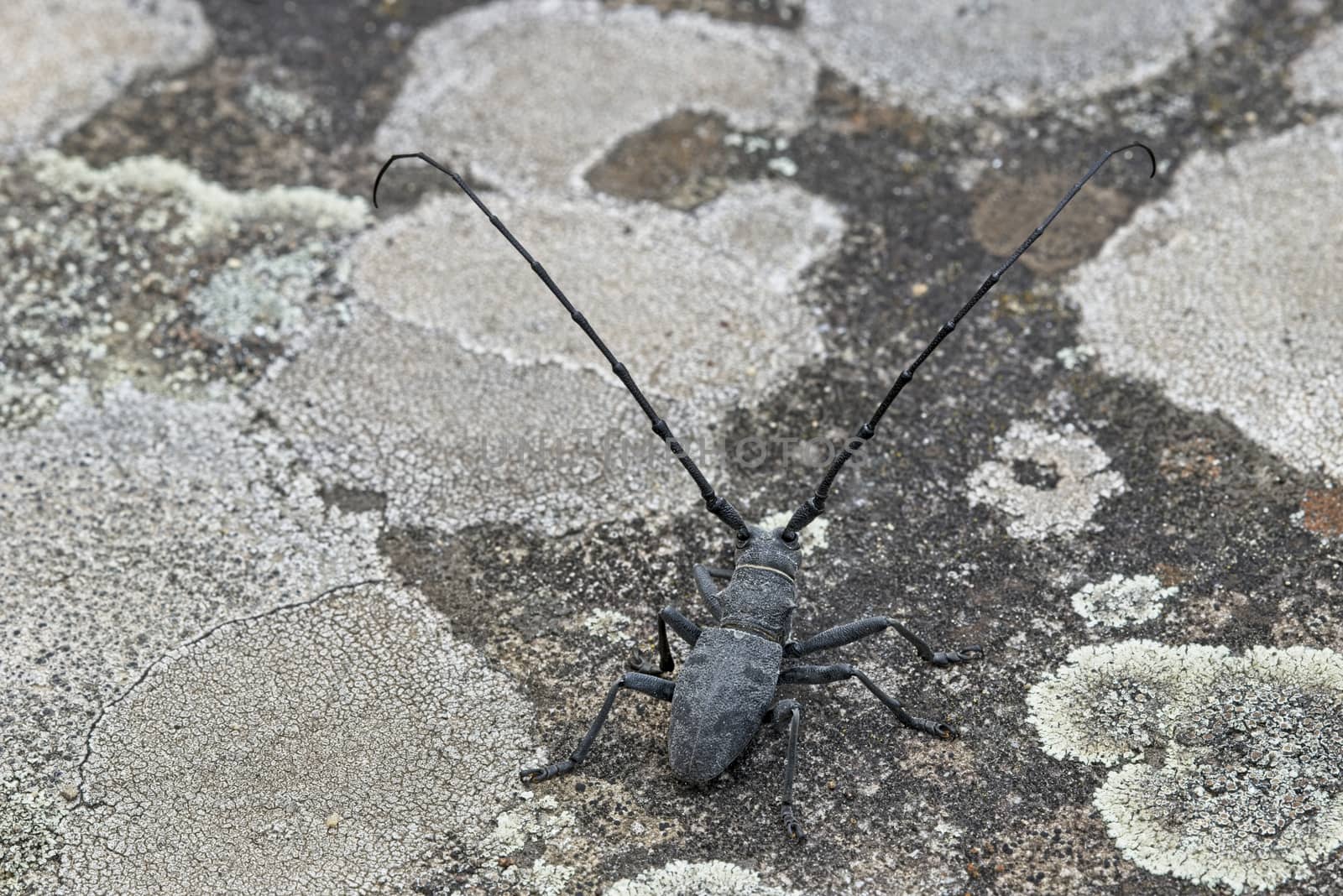 Male of longhorn beetle, Morinus asper, by AlessandroZocc