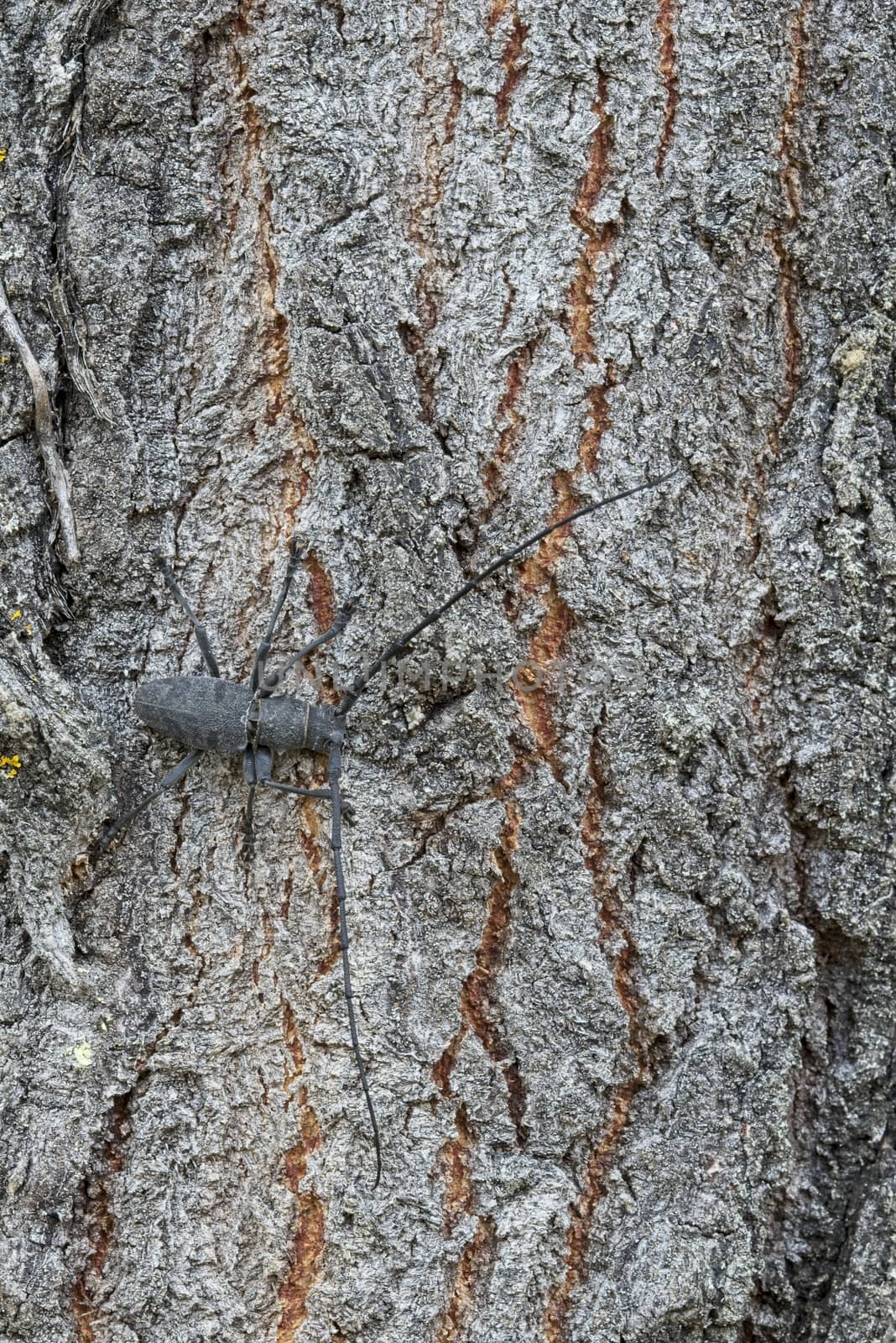 Male of longhorn beetle, Morinus asper, on tree bark with lichens.