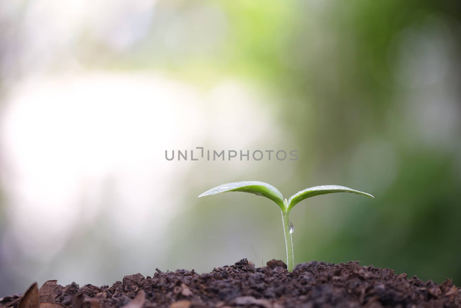 Young green plants growing in the morning