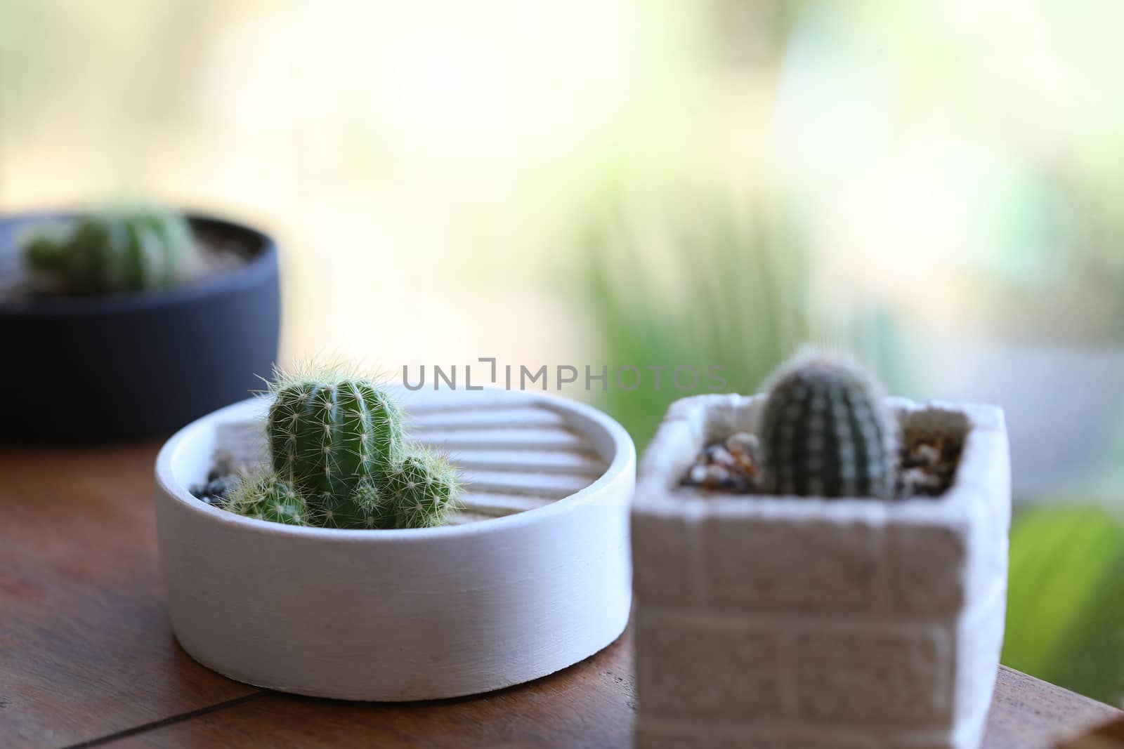small cactus in white pots at outdoor