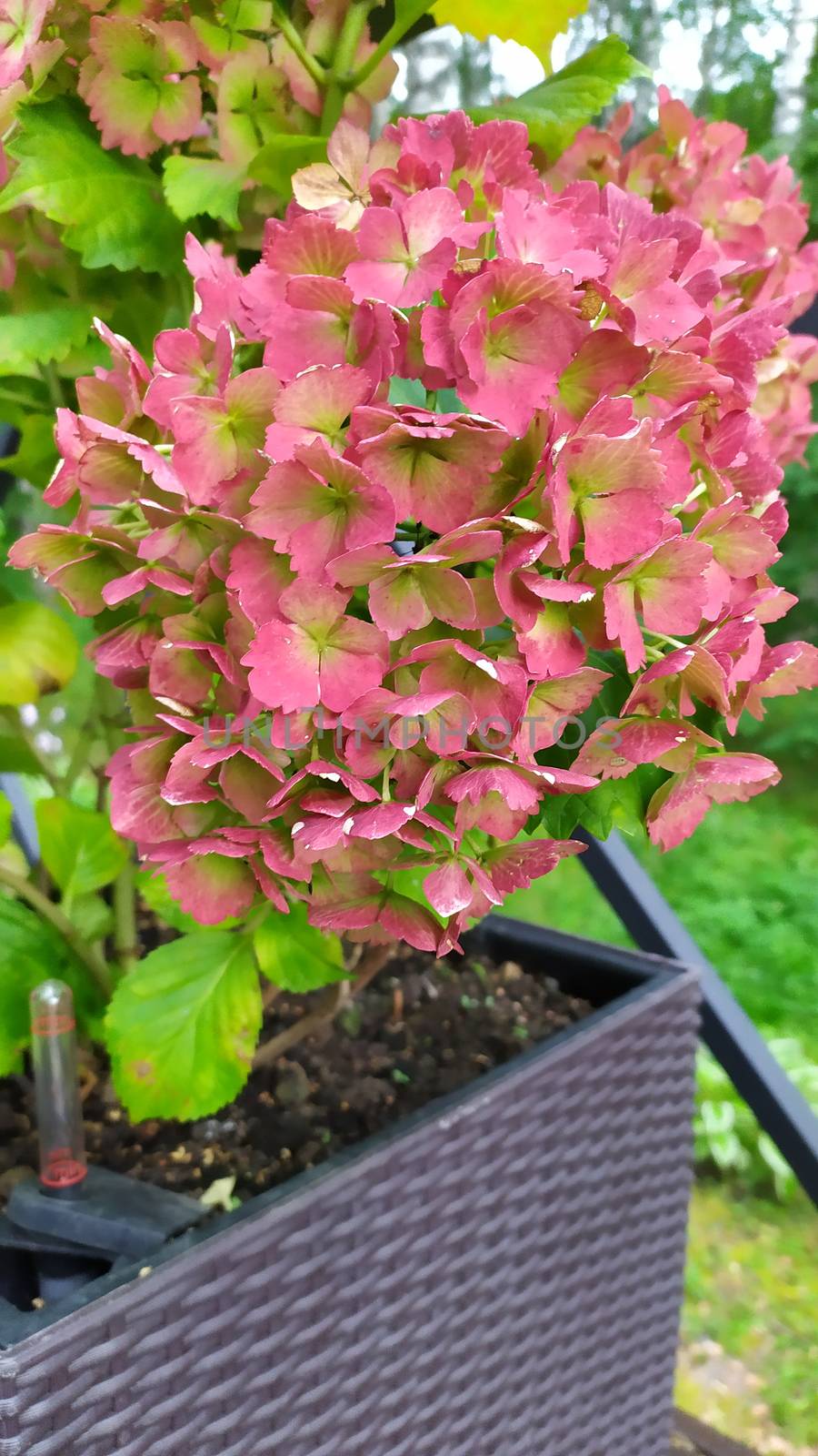 potted pink flower on the terrace in rainy day by marynkin