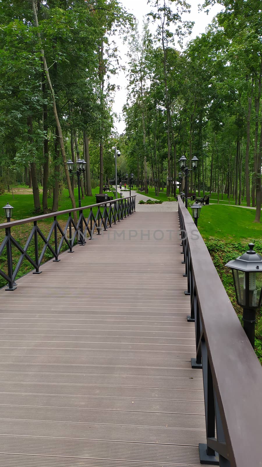 Wooden bridge in beautiful green forest