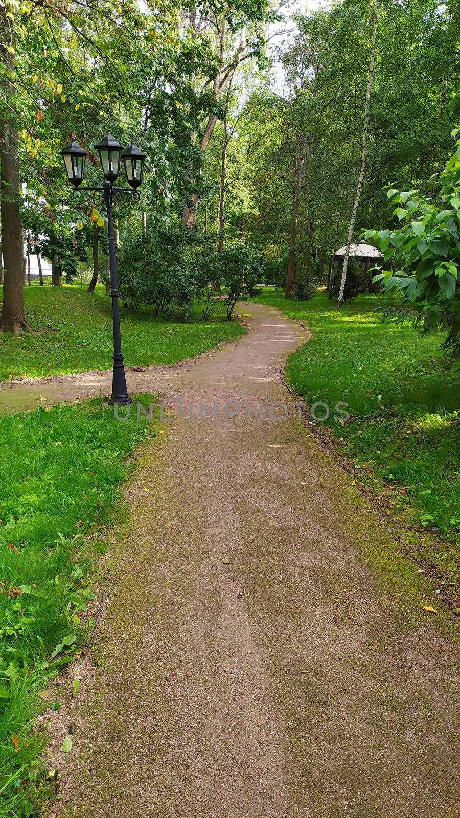 Gravel walking trail through forest, hiking trail, nature walk concept, green trees, plants on either side of pathway. Well maintained footpath through natural surroundings