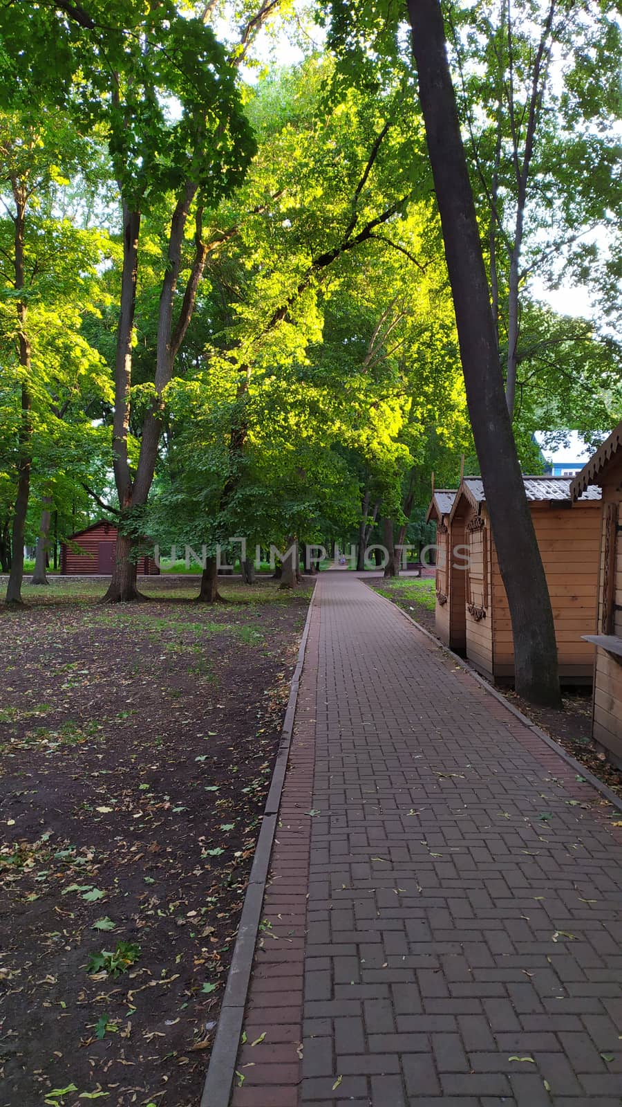 walking trail through forest, hiking trail, nature walk concept, green trees, plants on either side of pathway. Well maintained footpath through natural surroundings