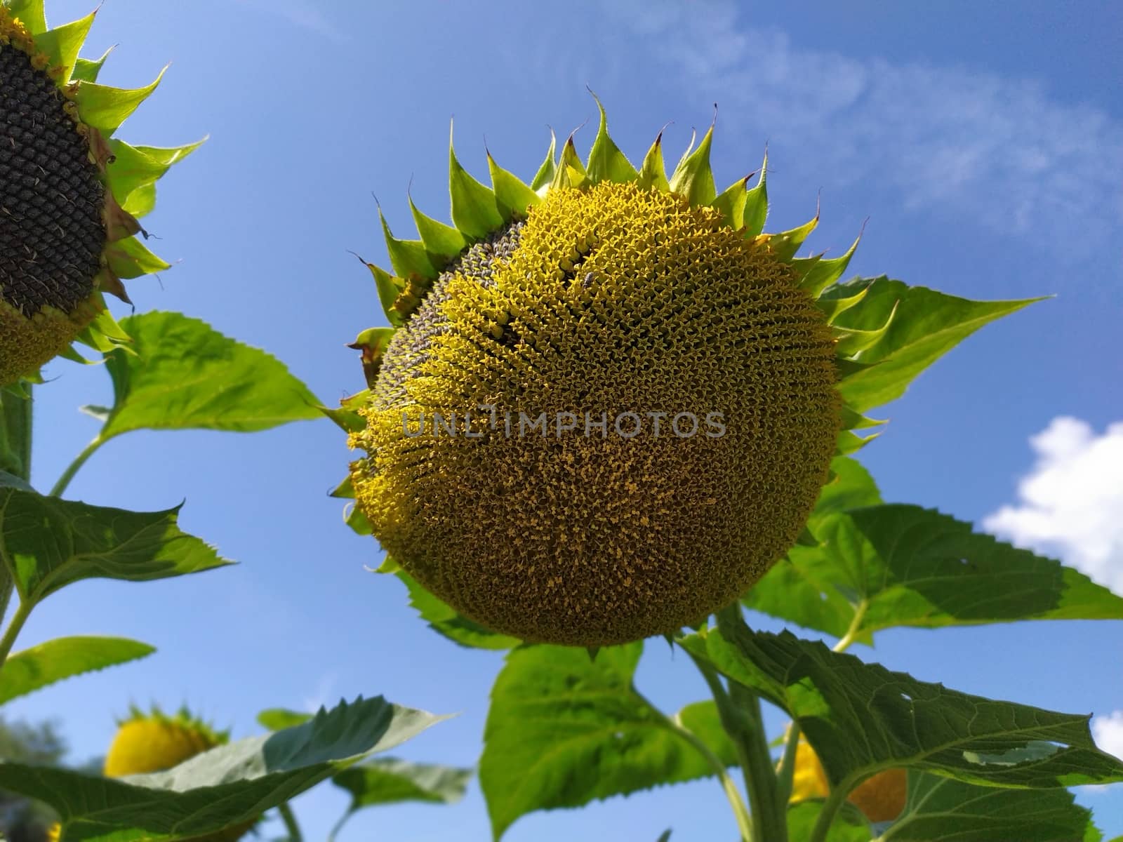 blooming sunflowers in the bright sunny day with blue sky in the background by marynkin