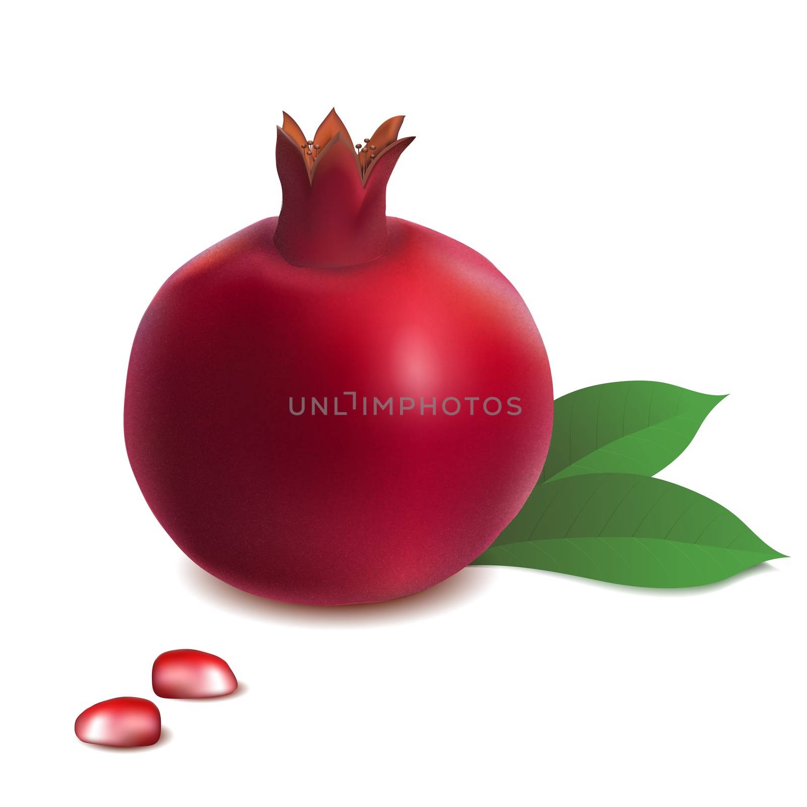 Realistic pomegranate whole and seeds with green leaves vector. by Sofir